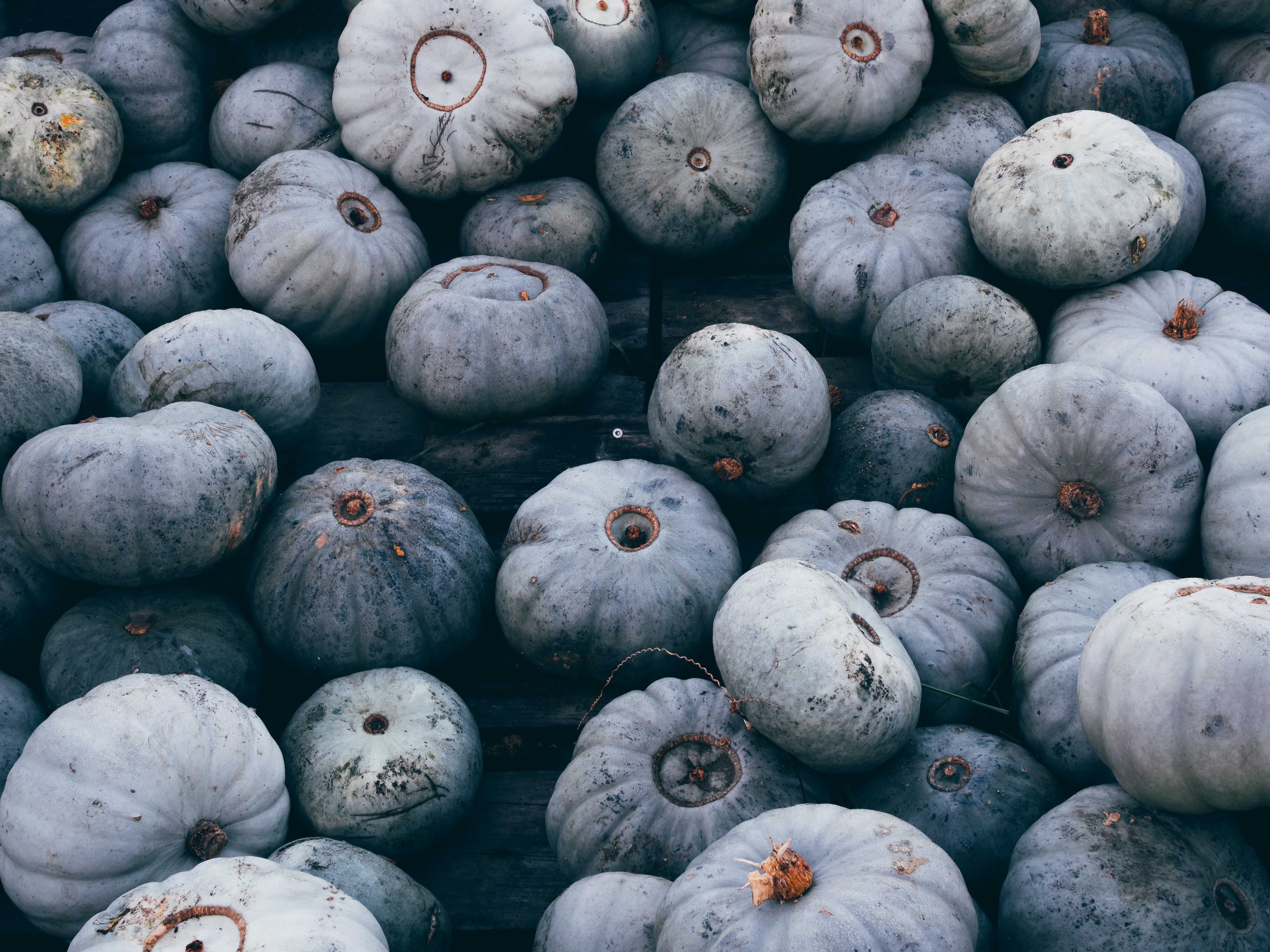 harvest, grey, autumn, food New Lock Screen Backgrounds