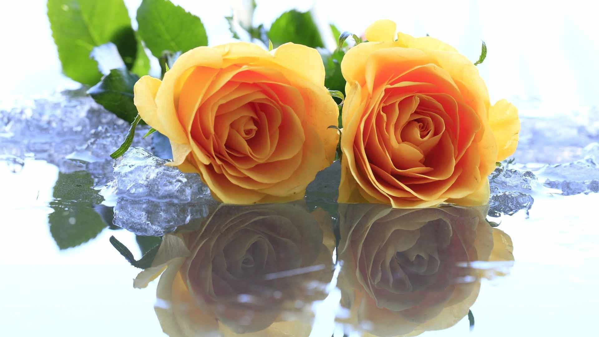 155422 Salvapantallas y fondos de pantalla Roses en tu teléfono. Descarga imágenes de hielo, amarillo, agua, flores gratis