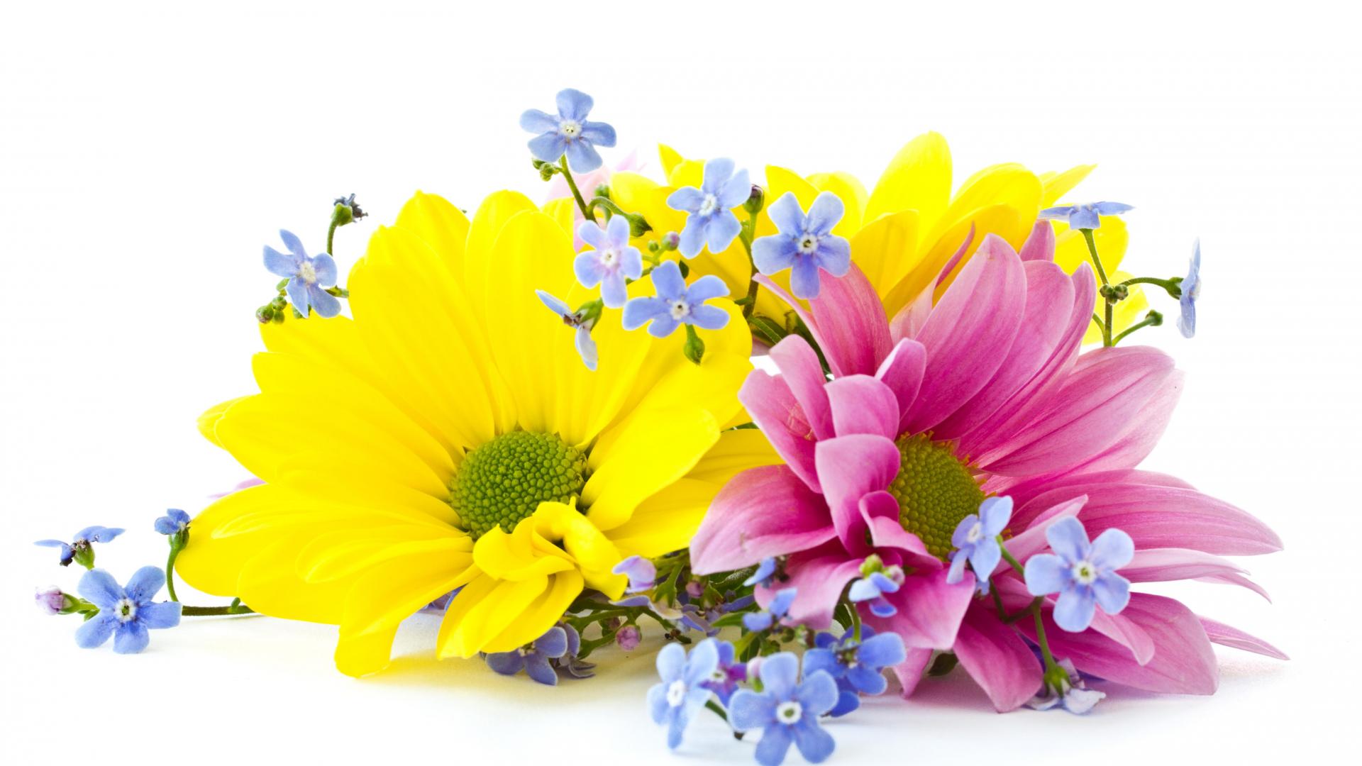 earth, chrysanthemum, blue flower, daisy, flower, nature, pink flower, spring, yellow flower, flowers