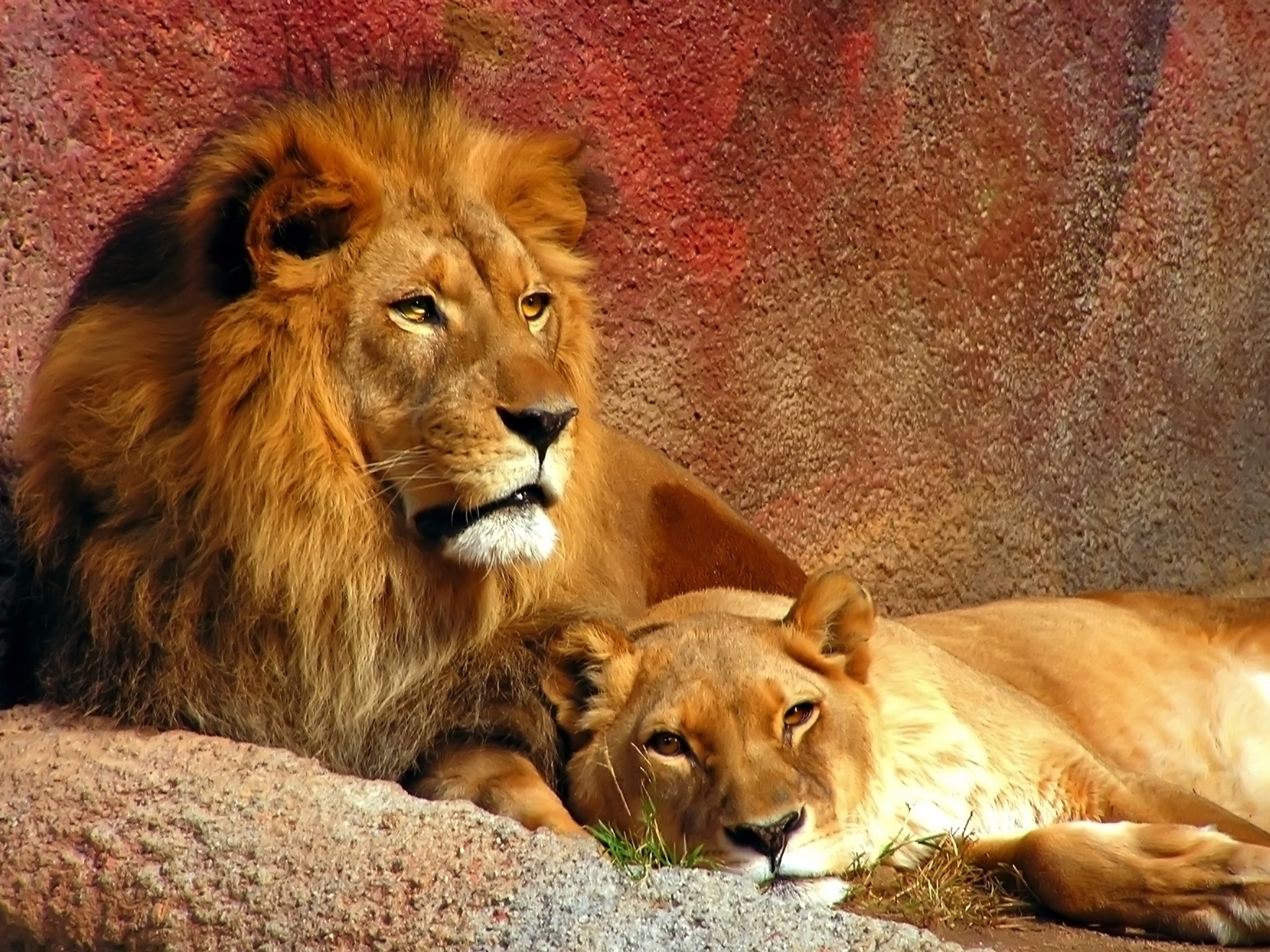 106807 download wallpaper couple, animals, pair, lion, predator, big cat, mane screensavers and pictures for free