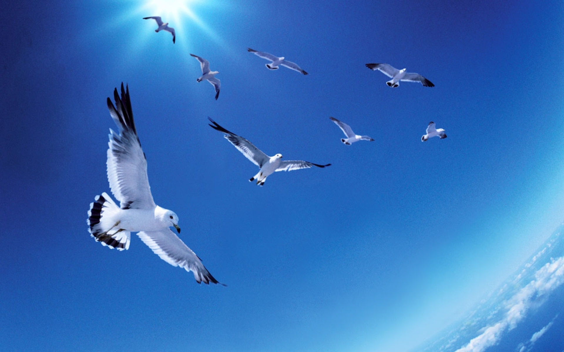 animal, seagull, bird, sky, birds for android