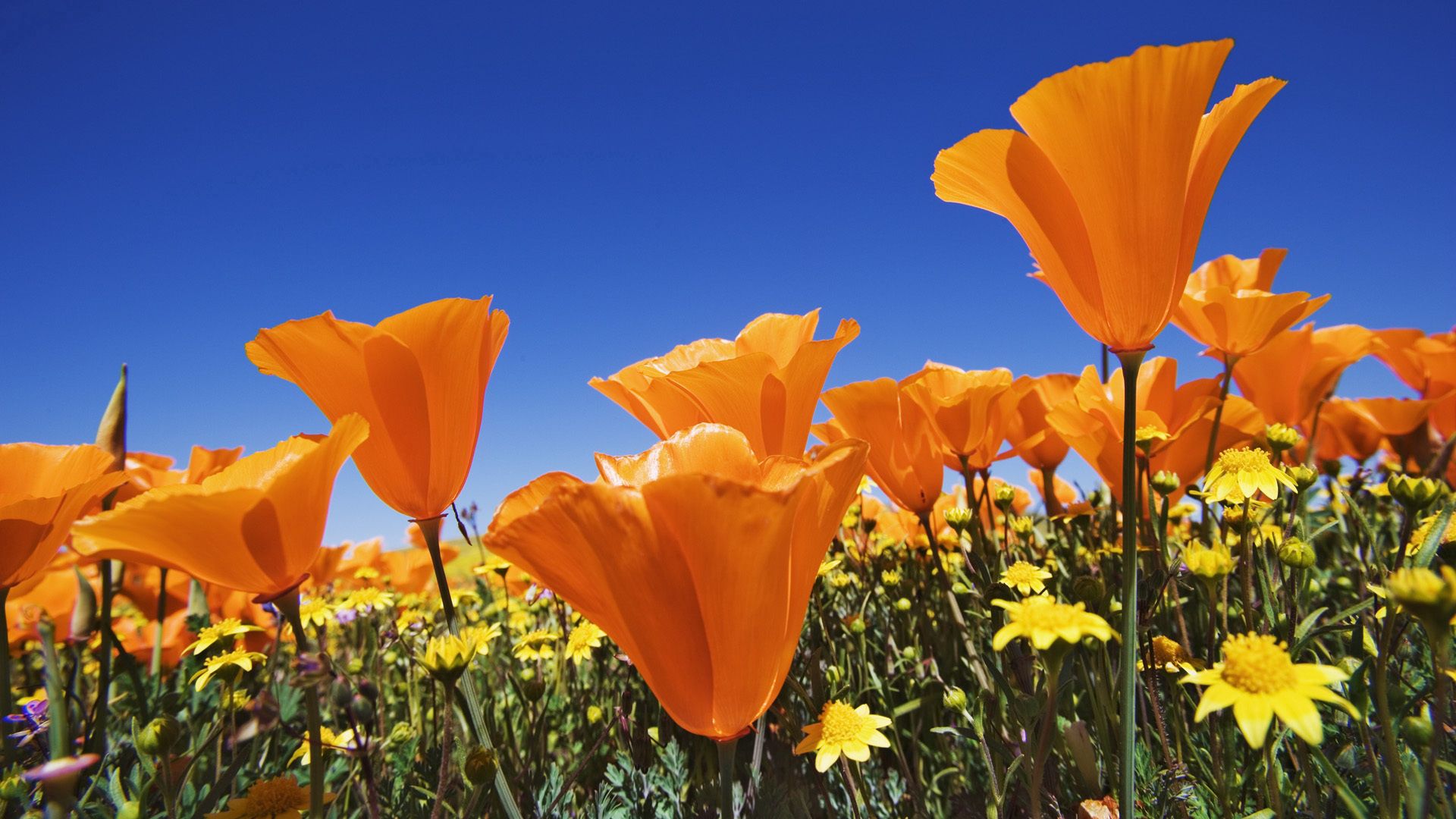 flowers, summer, sky, blue download for free