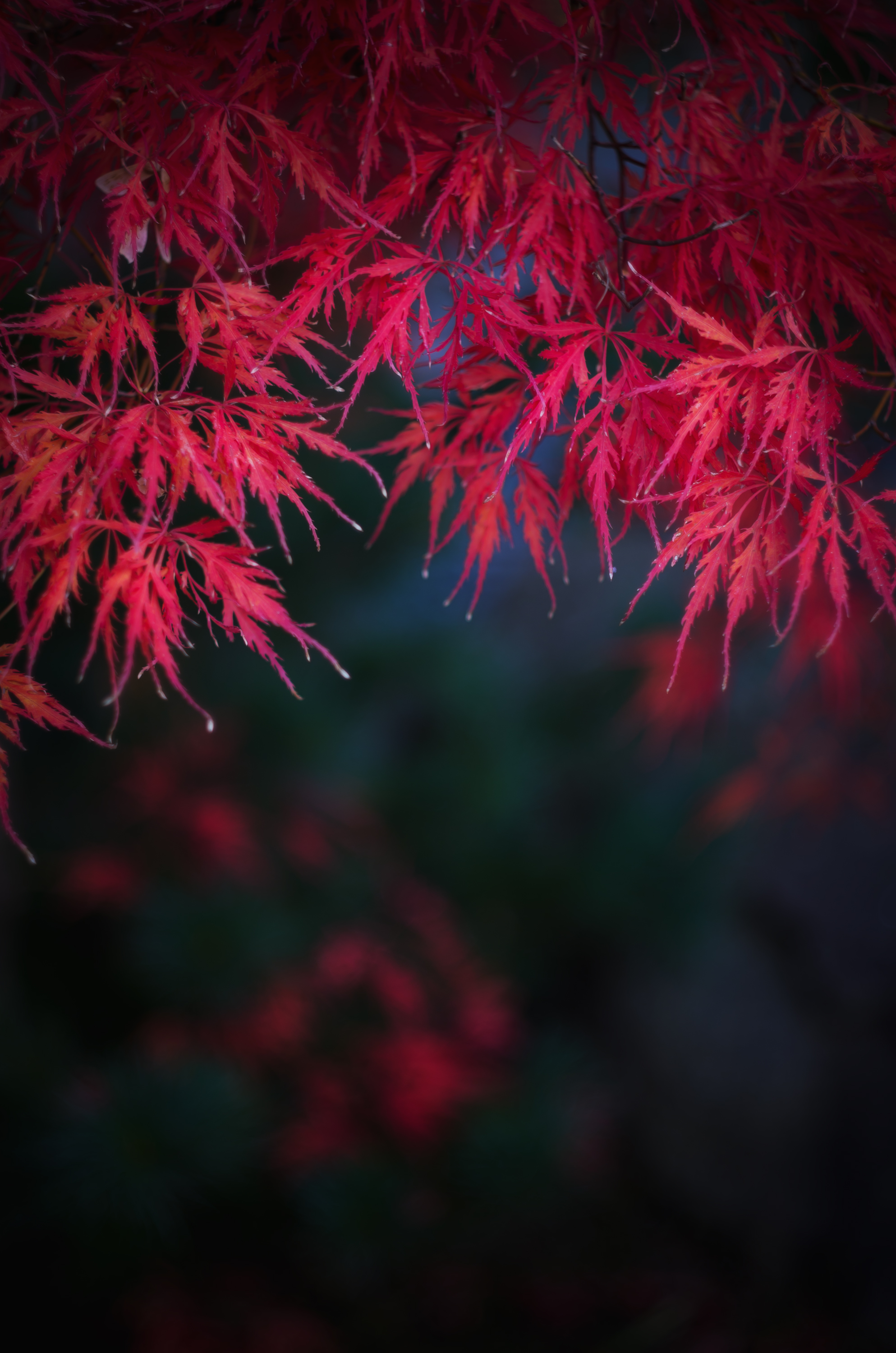 leaves, autumn, nature, red, branches