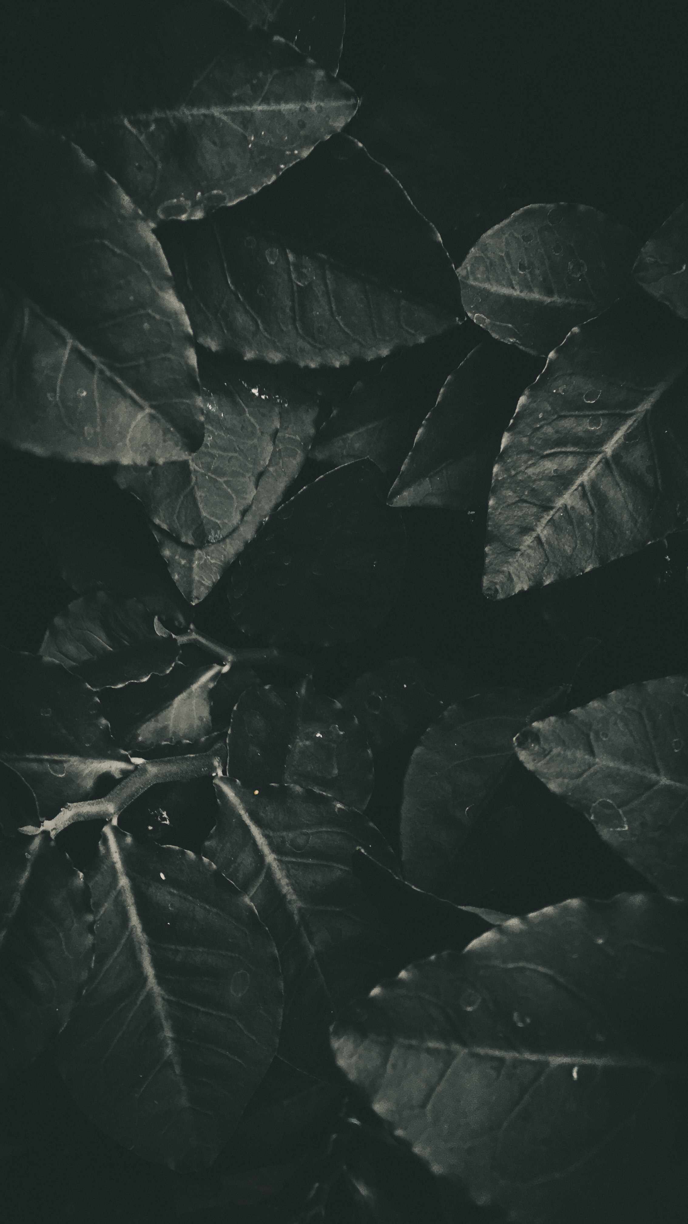 bw, dark, leaves, chb, foliage wallpaper for mobile