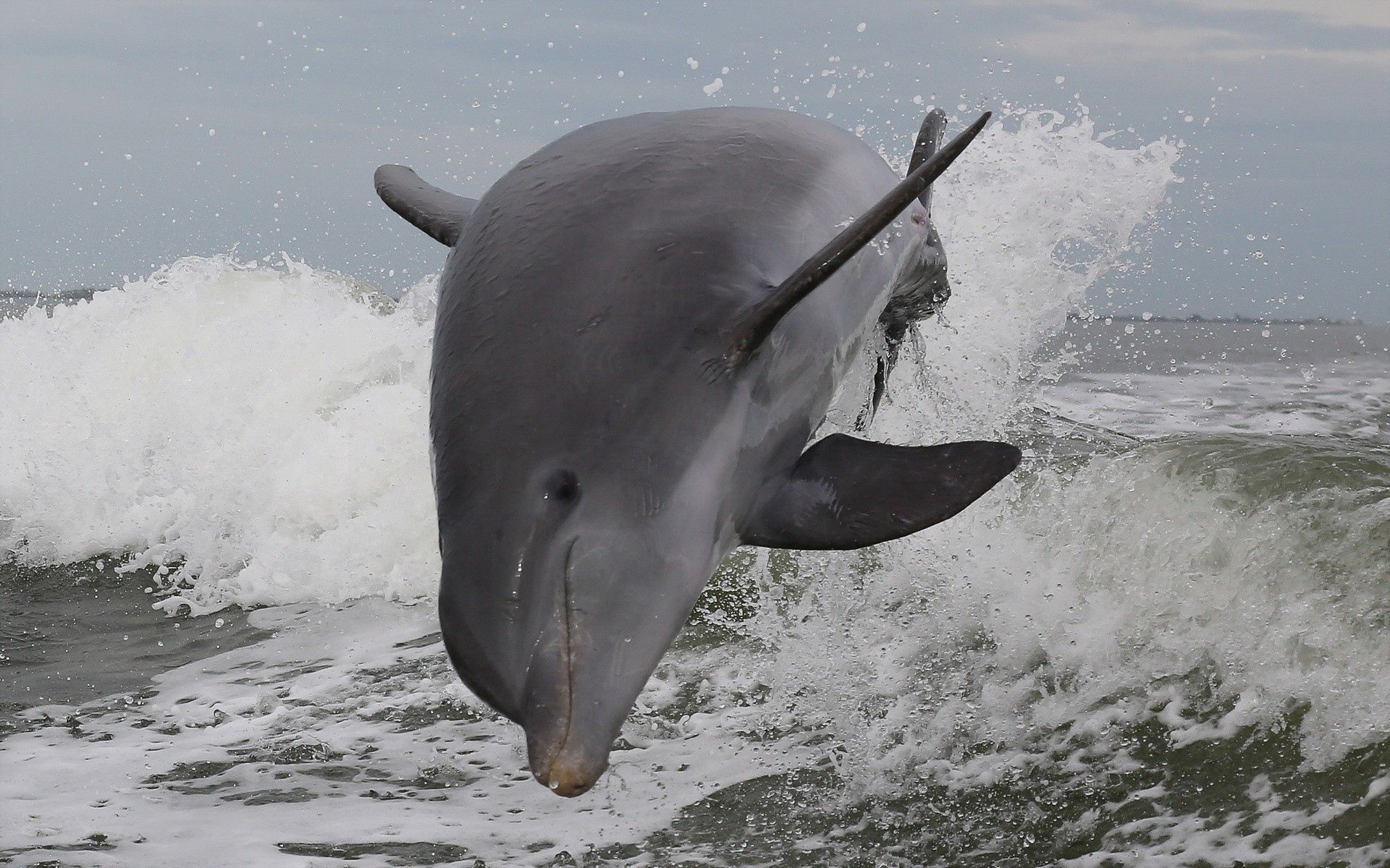 132856 Bildschirmschoner und Hintergrundbilder Delfin auf Ihrem Telefon. Laden Sie prallen, sea, springen, tiere Bilder kostenlos herunter
