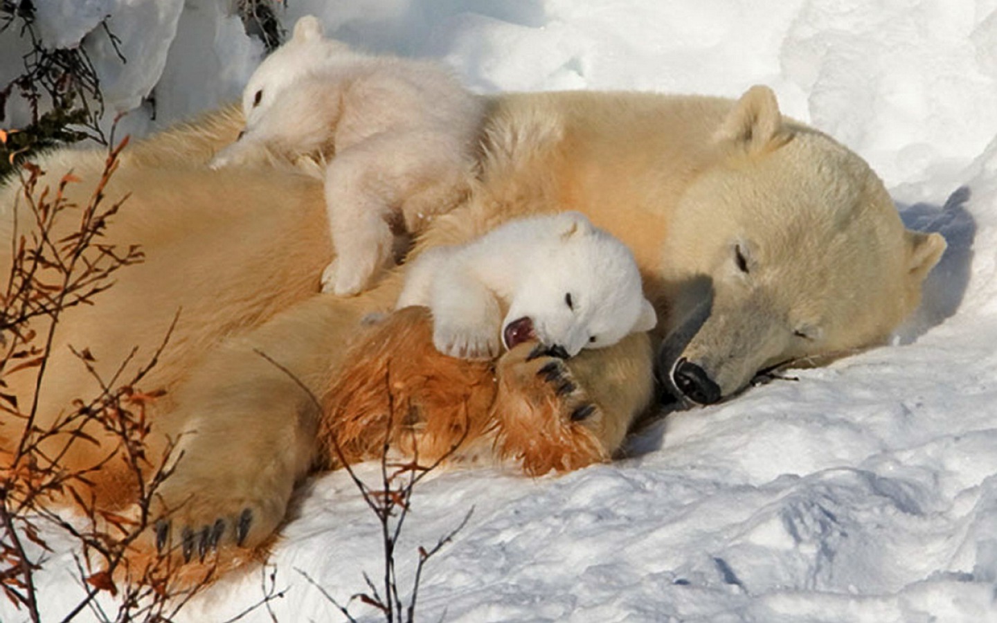 Медведица спит с медвежатами