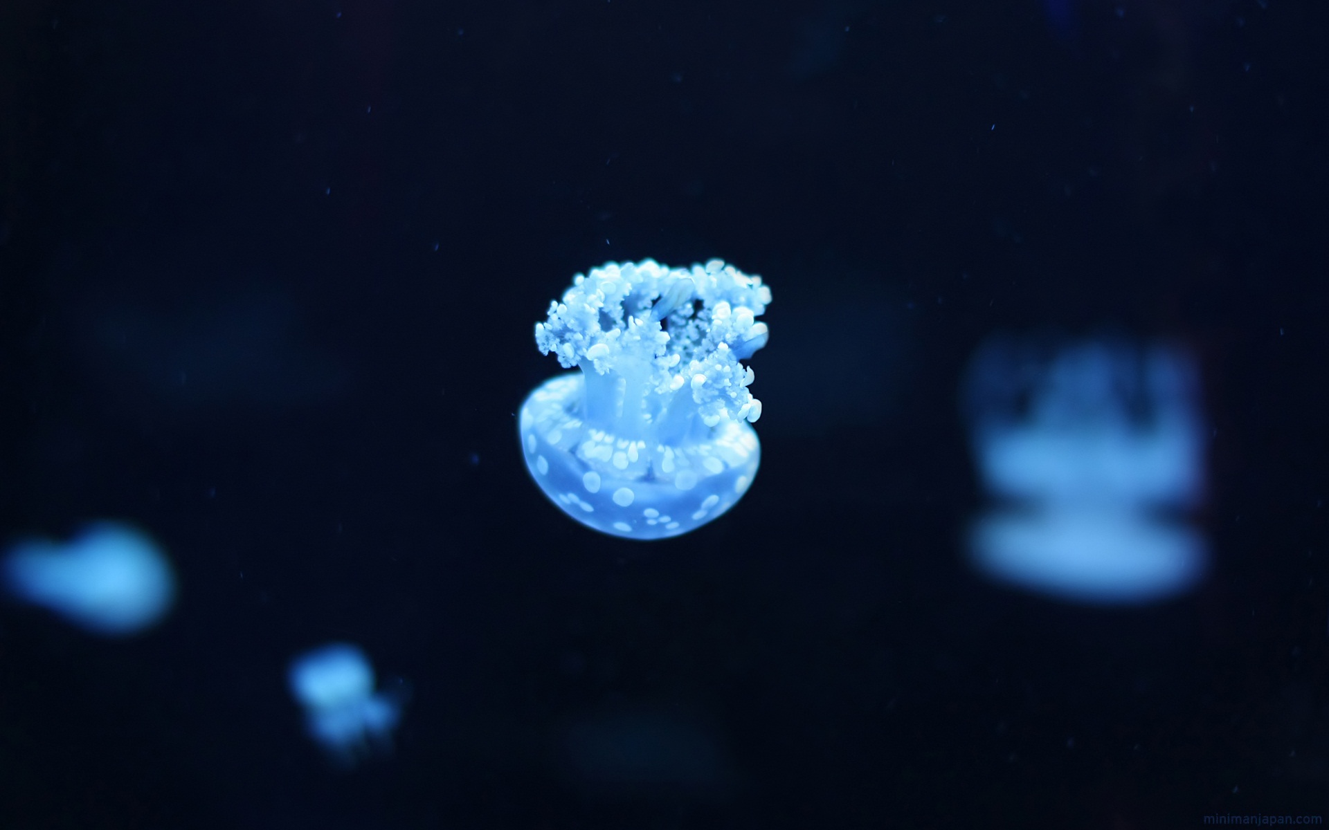 Jellyfish  HD desktop images