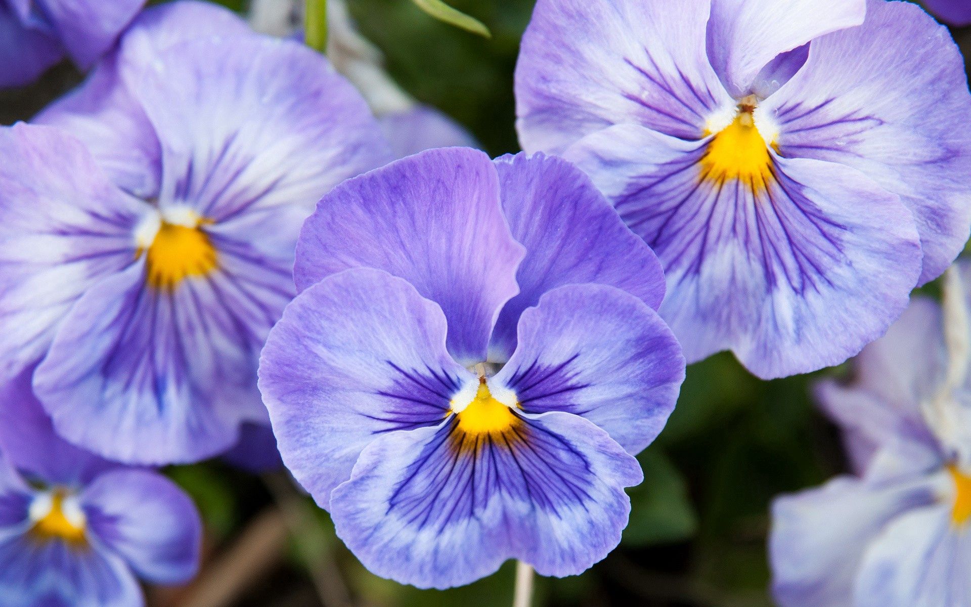 Laden Sie das Blume, Pflanze, Makro, Blütenblätter-Bild kostenlos auf Ihren PC-Desktop herunter