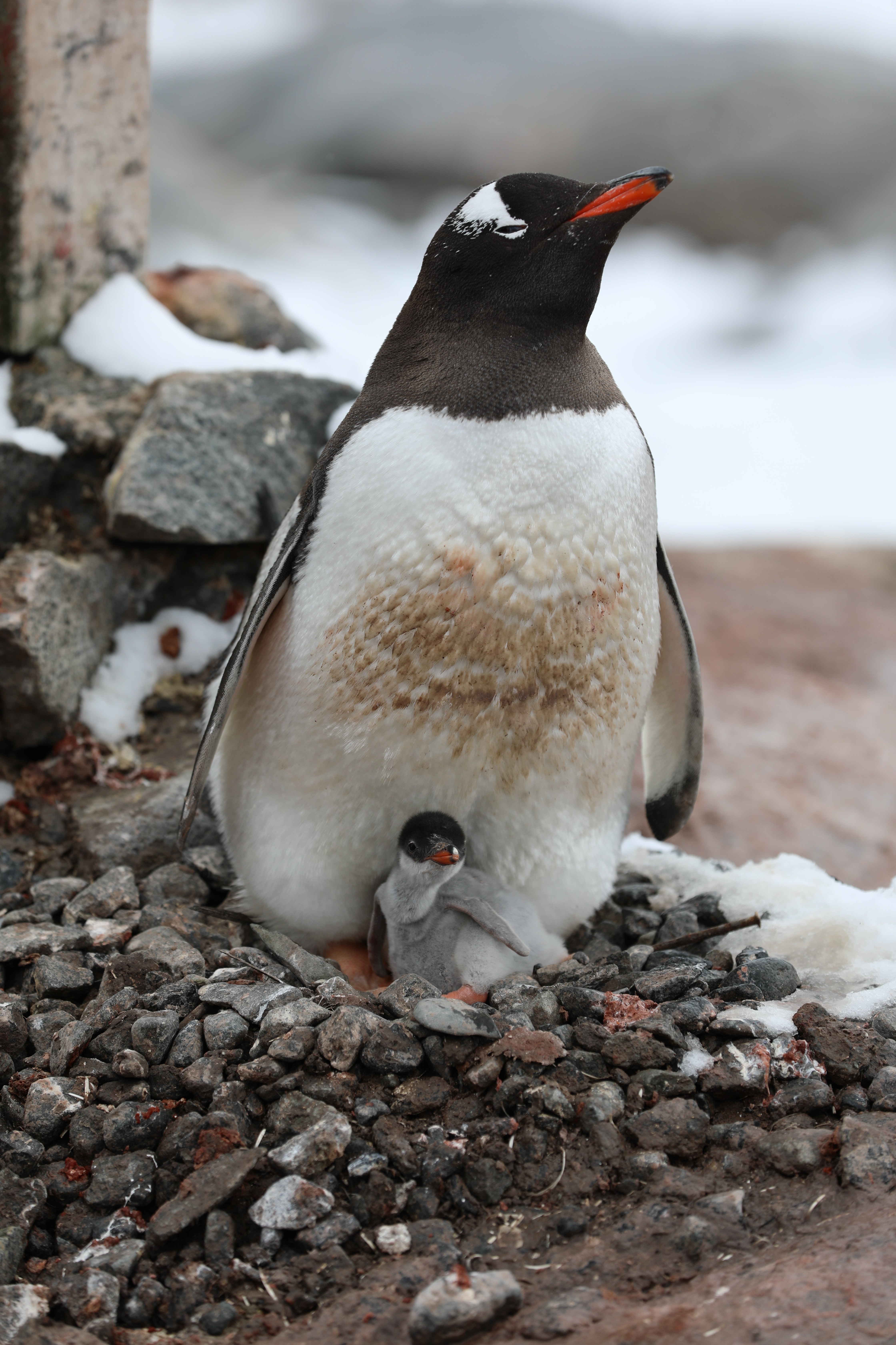 63750 Bild herunterladen tiere, junge, tier, die familie, familie, joey, pinguin - Hintergrundbilder und Bildschirmschoner kostenlos