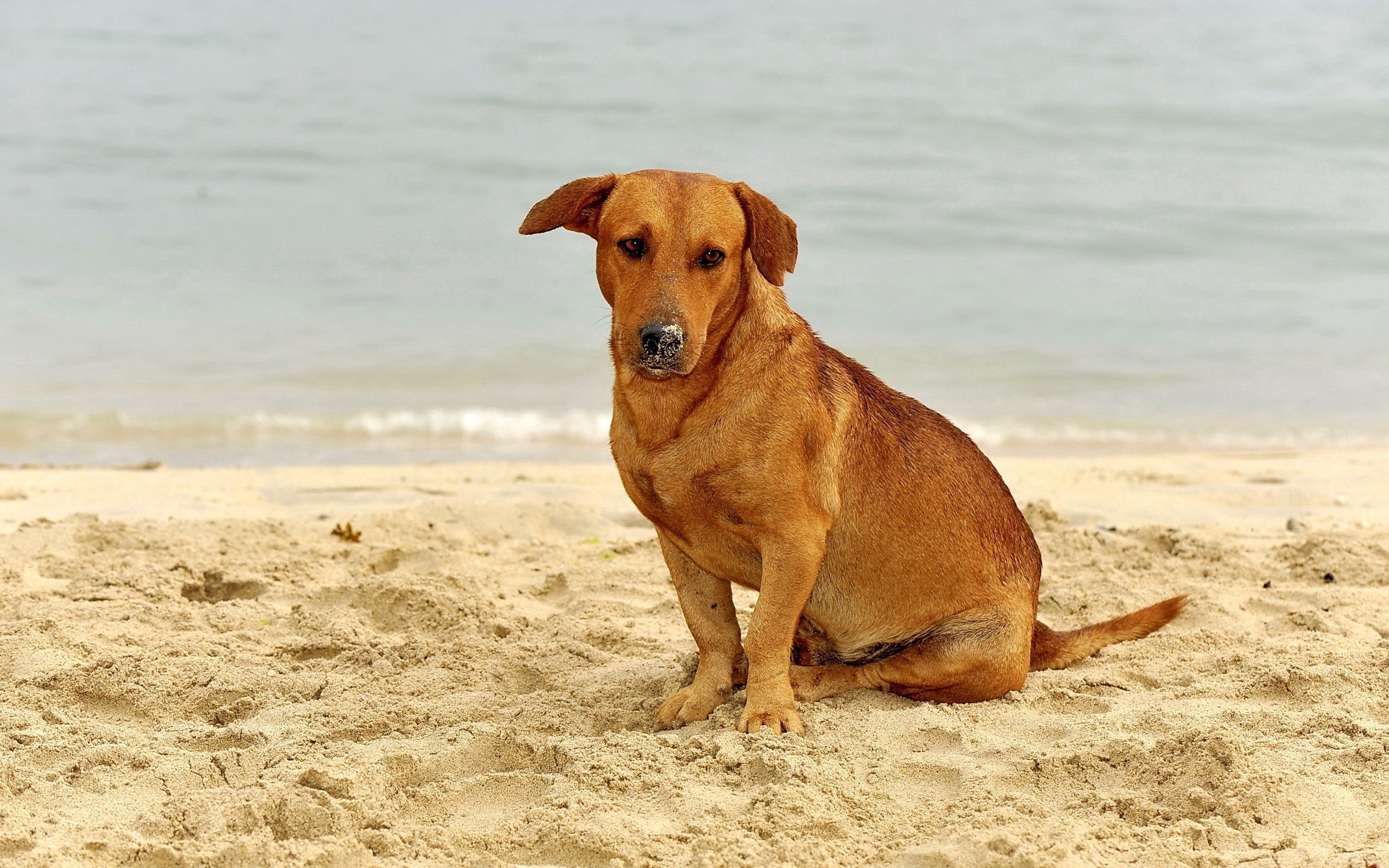 Laden Sie das Tiere, Sand, Sitzen, Hund, Traurigkeit, Trauer-Bild kostenlos auf Ihren PC-Desktop herunter