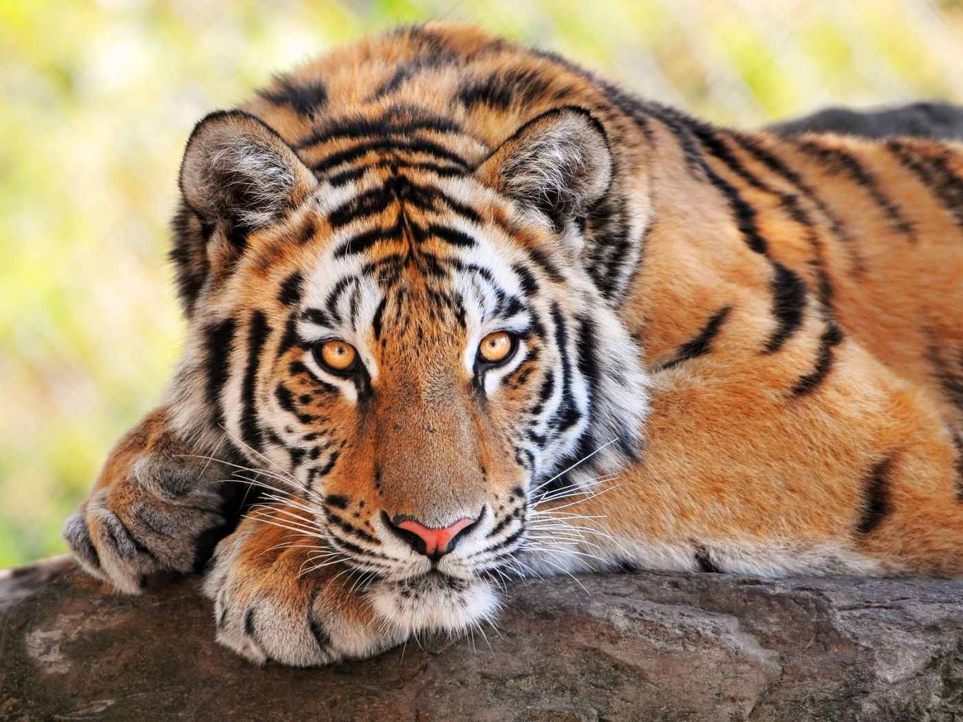 38575 download wallpaper tigers, animals, orange screensavers and pictures for free
