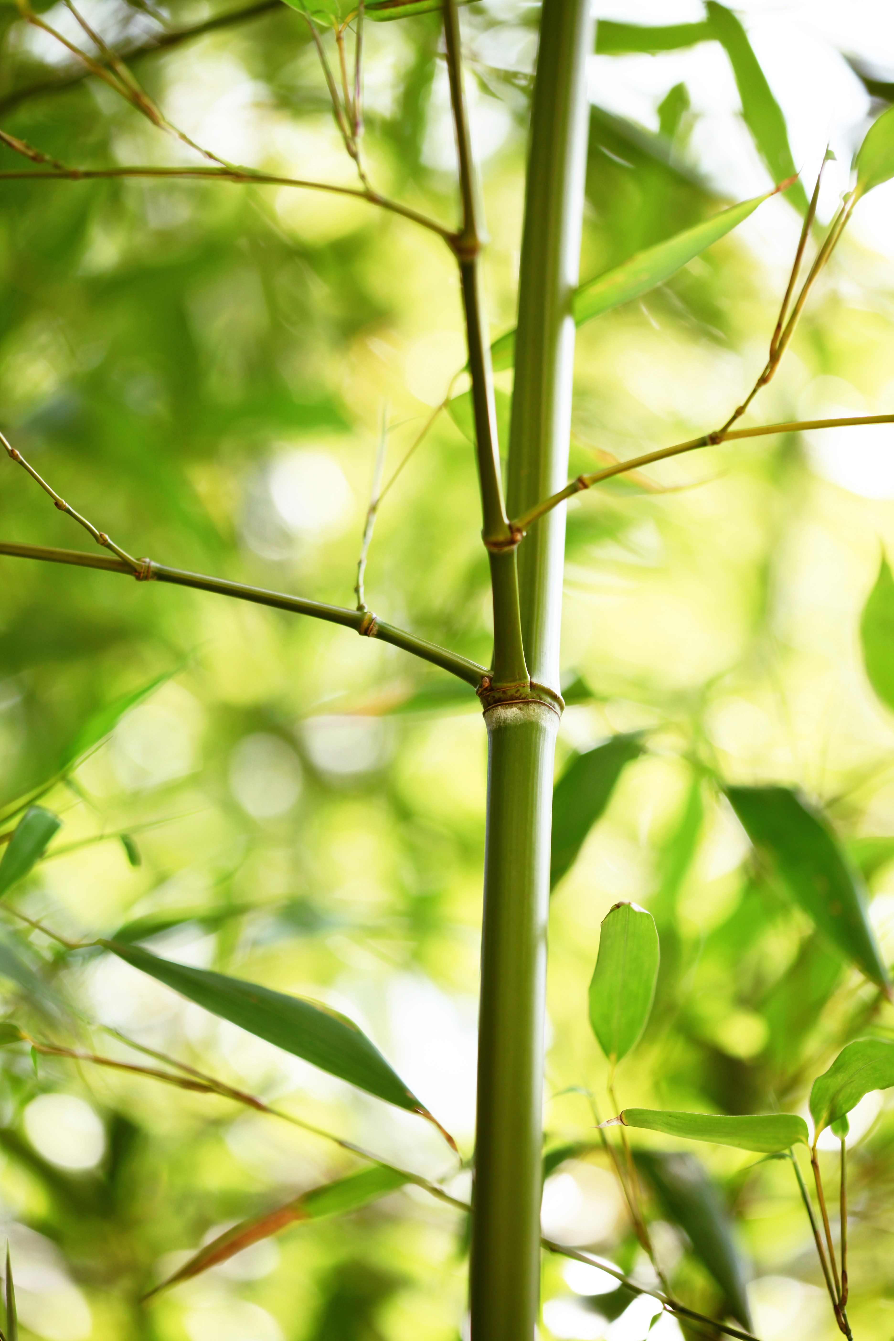 129869 Salvapantallas y fondos de pantalla Bambú en tu teléfono. Descarga imágenes de naturaleza, hojas, planta gratis