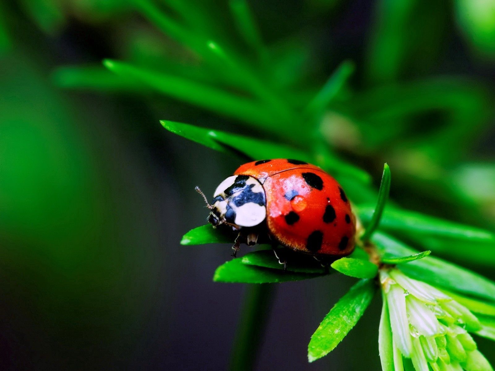 50769 Hintergrundbild herunterladen grass, marienkäfer, makro, insekt, ladybird - Bildschirmschoner und Bilder kostenlos