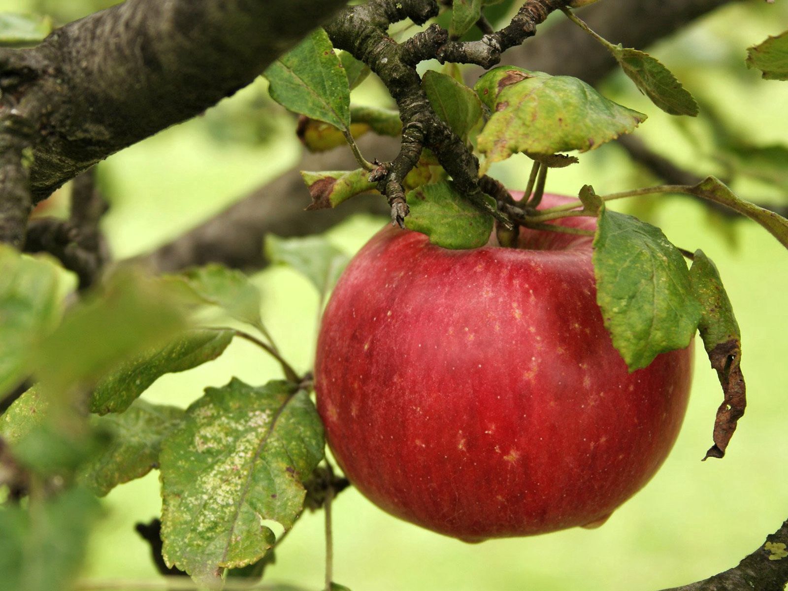 157804 Salvapantallas y fondos de pantalla Manzana en tu teléfono. Descarga imágenes de rama, hojas, comida, maduro gratis