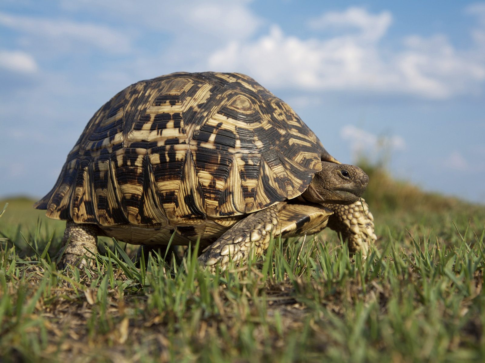 Free HD tortoise, turtles, animal