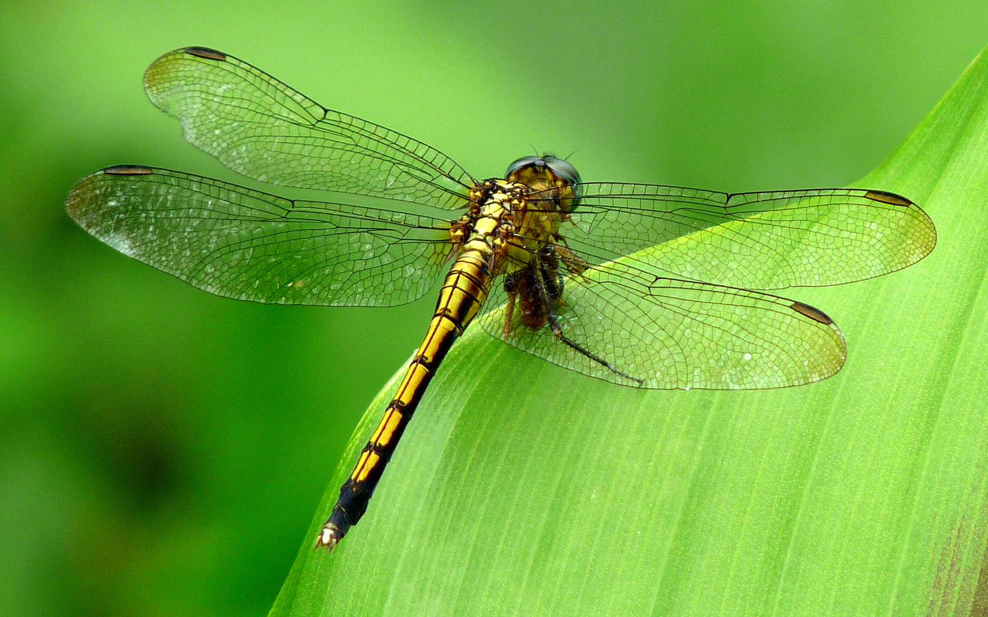 animal, dragonfly, insects