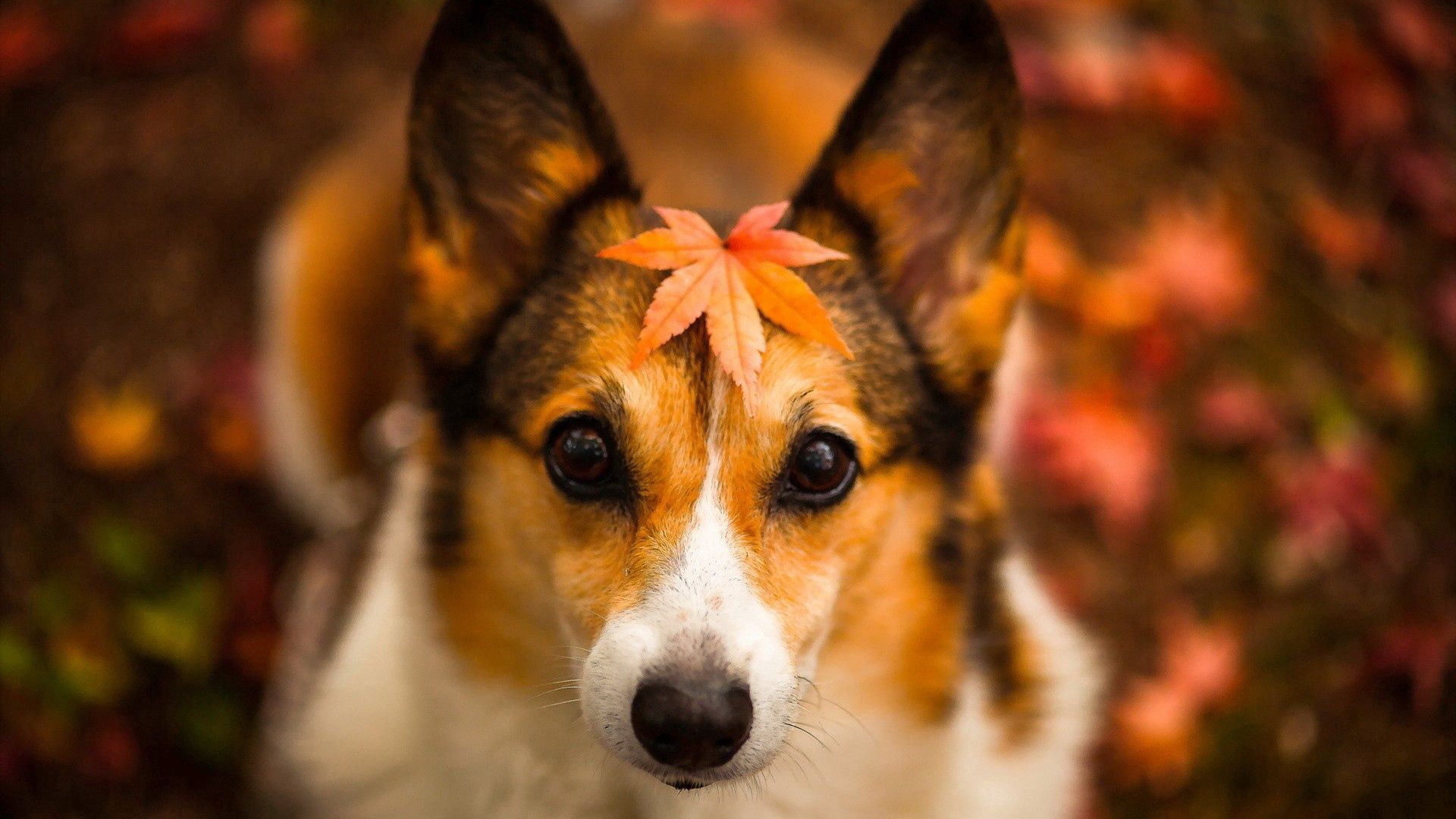 Sheet autumn, dog, muzzle, leaf Lock Screen