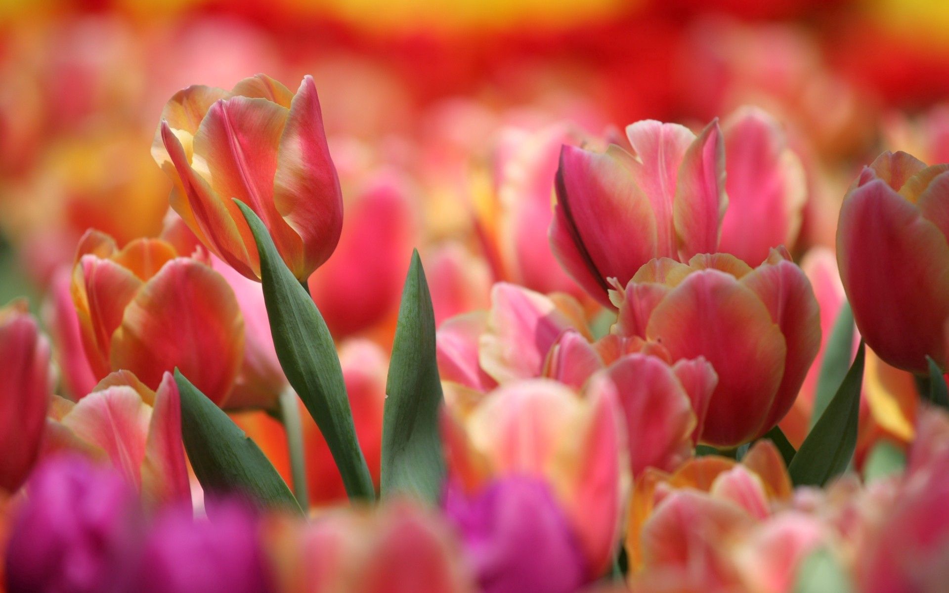 56755 Bild herunterladen blumen, rosa, rot, tulip, tulpe - Hintergrundbilder und Bildschirmschoner kostenlos