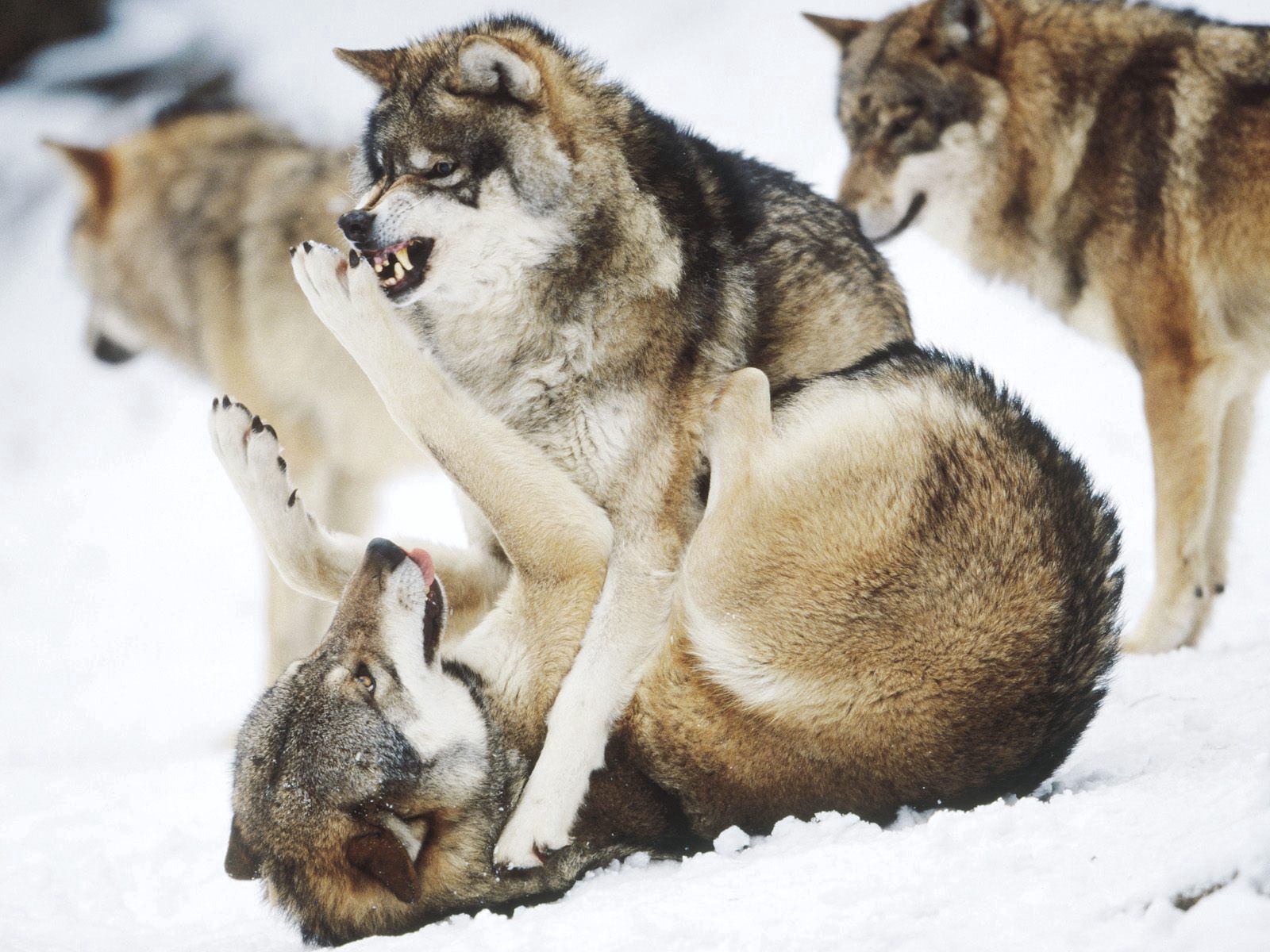 Cool HD Wallpaper animals, wolfs, fight