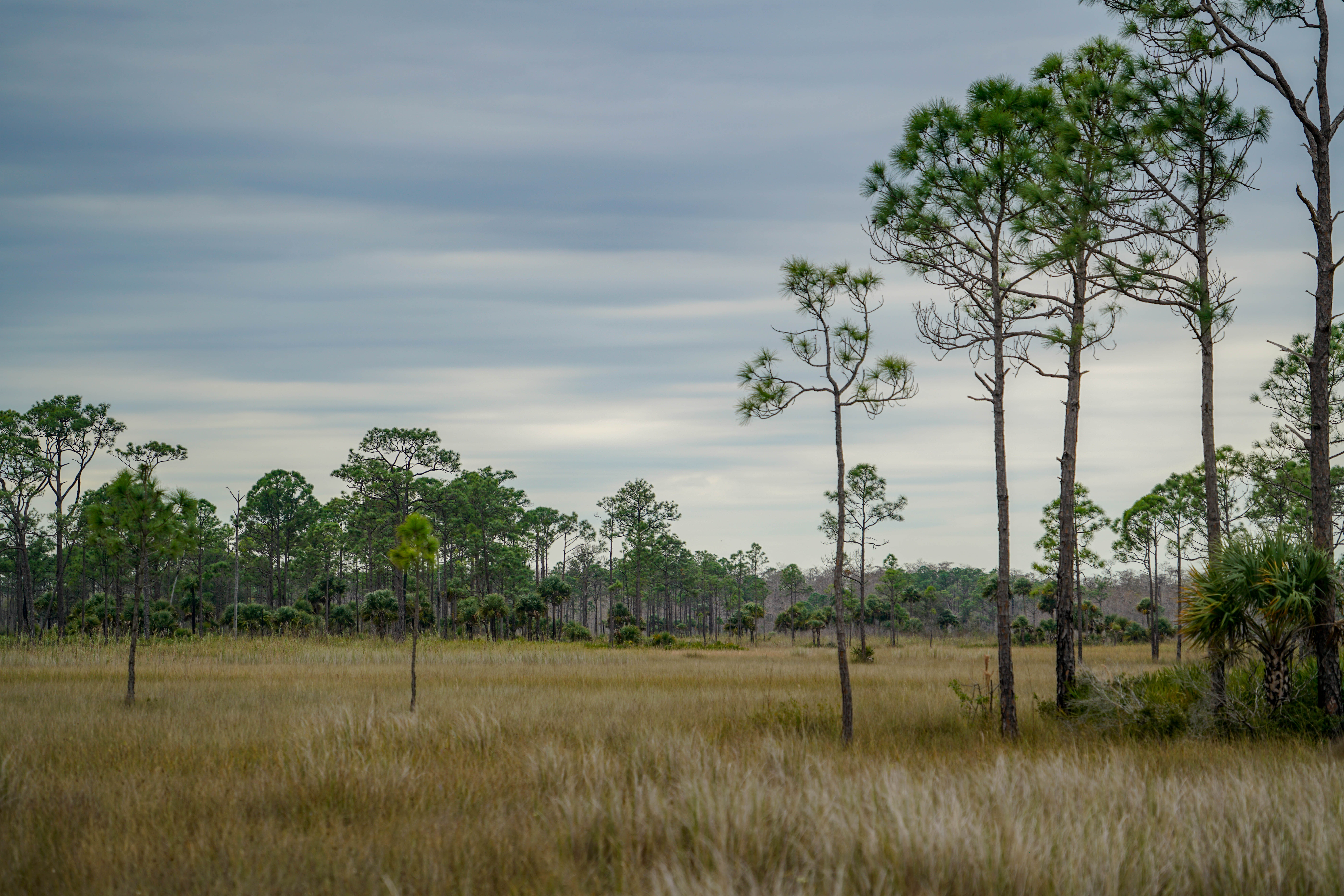 55392 Hintergrundbild herunterladen natur, bäume, grass, sky, savanna - Bildschirmschoner und Bilder kostenlos