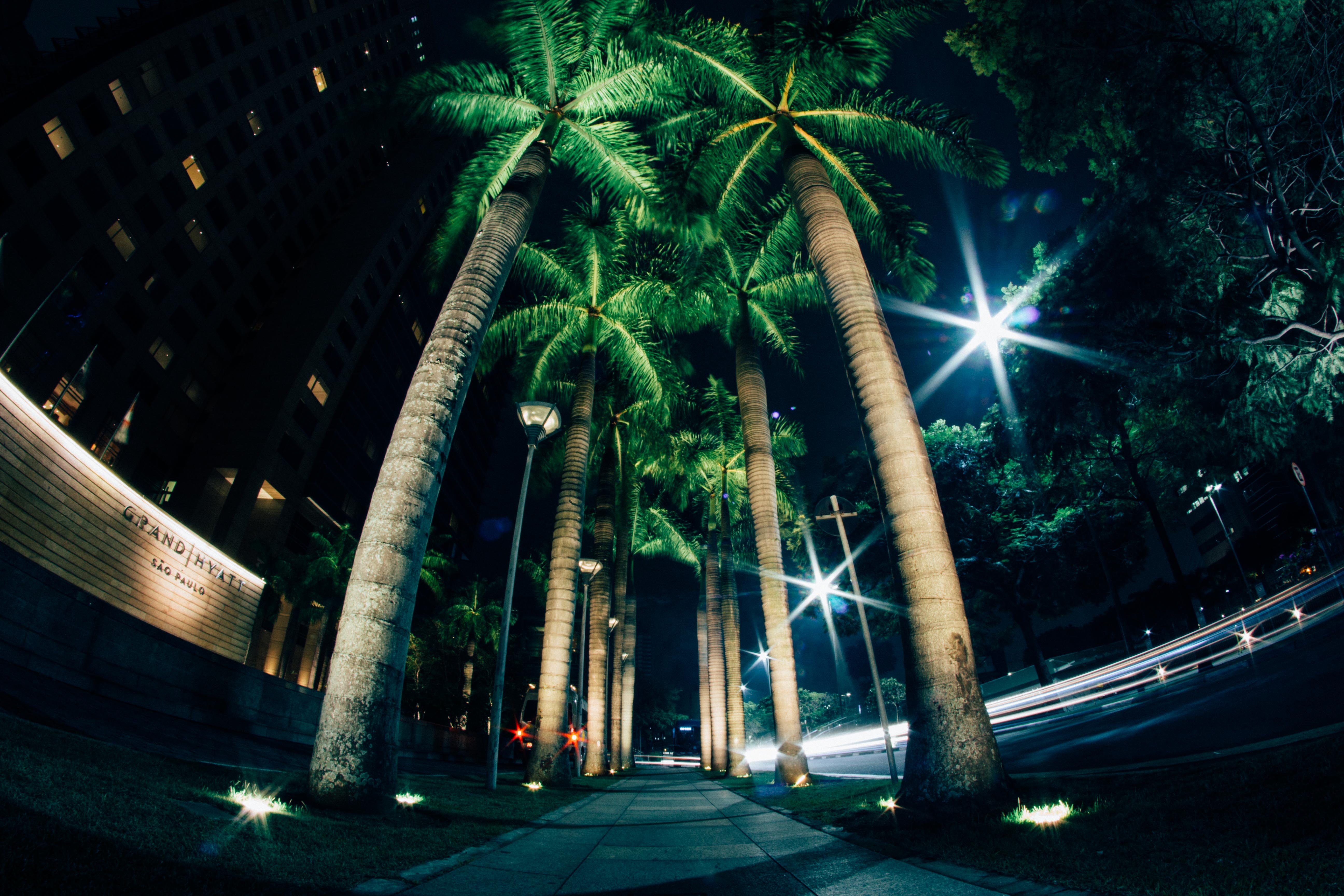 cities, night, palms, illumination, street, lighting