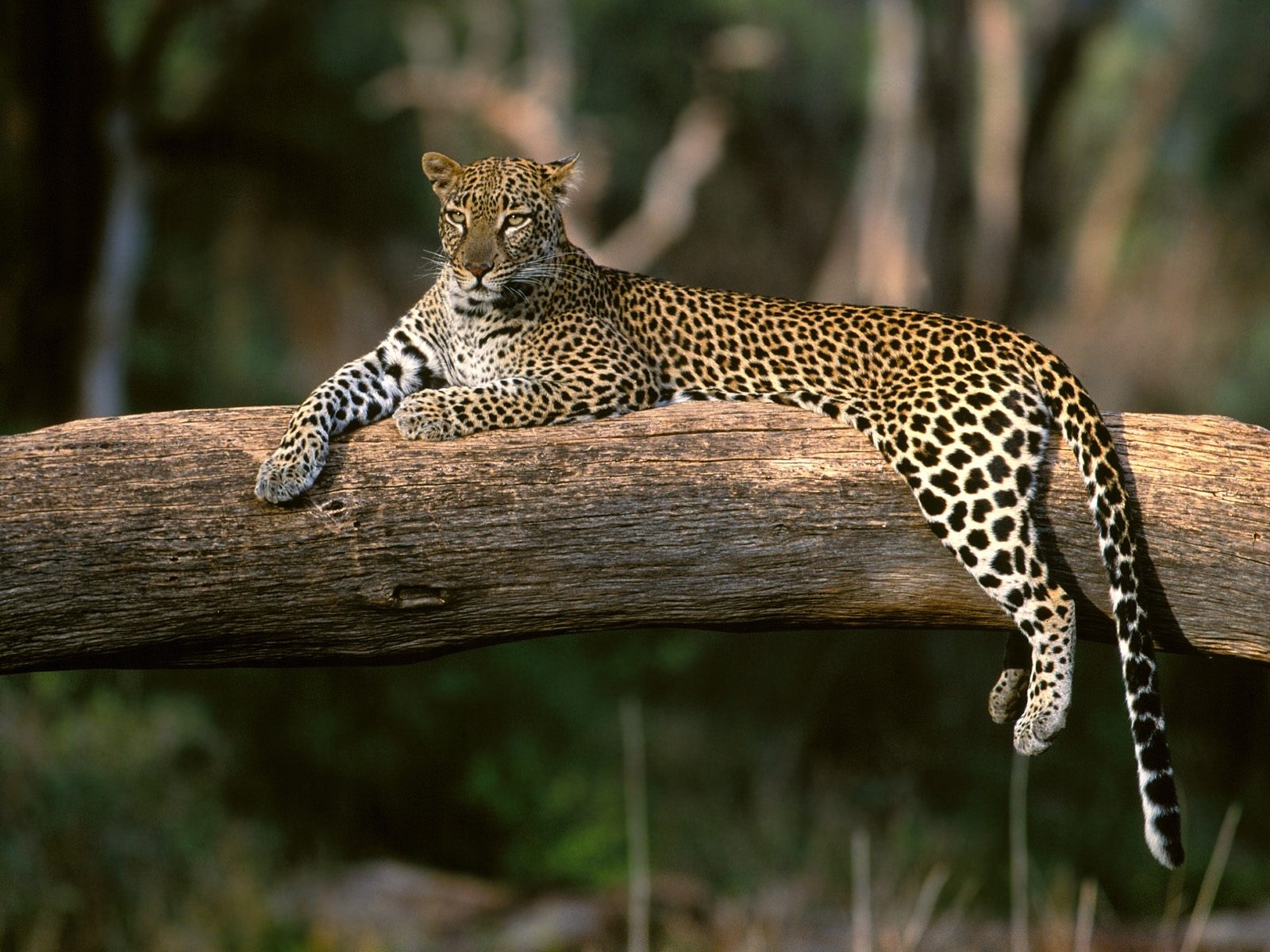 2293 Bild herunterladen tiere, leopards - Hintergrundbilder und Bildschirmschoner kostenlos