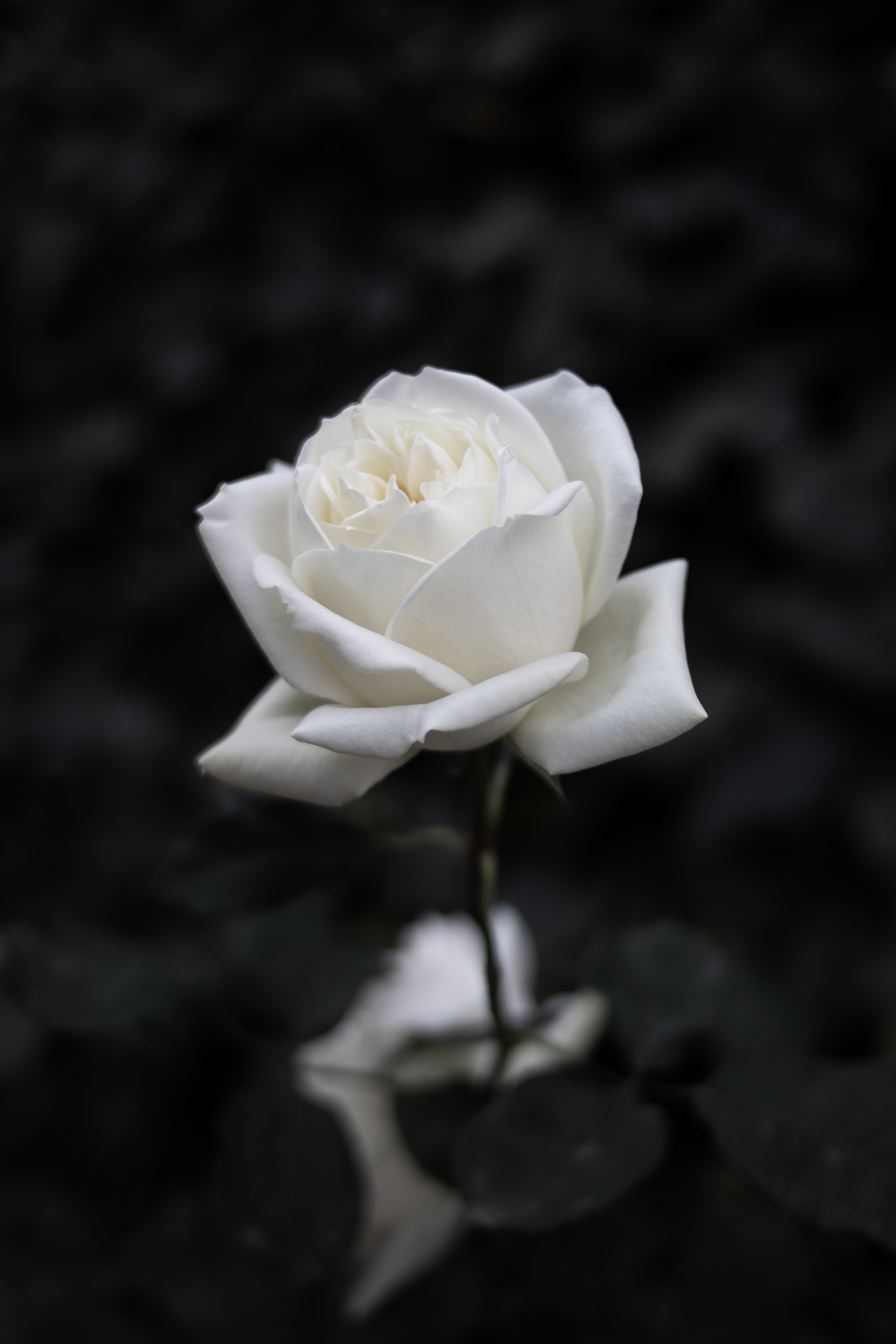 iPhone background white, flowering, rose flower, bloom
