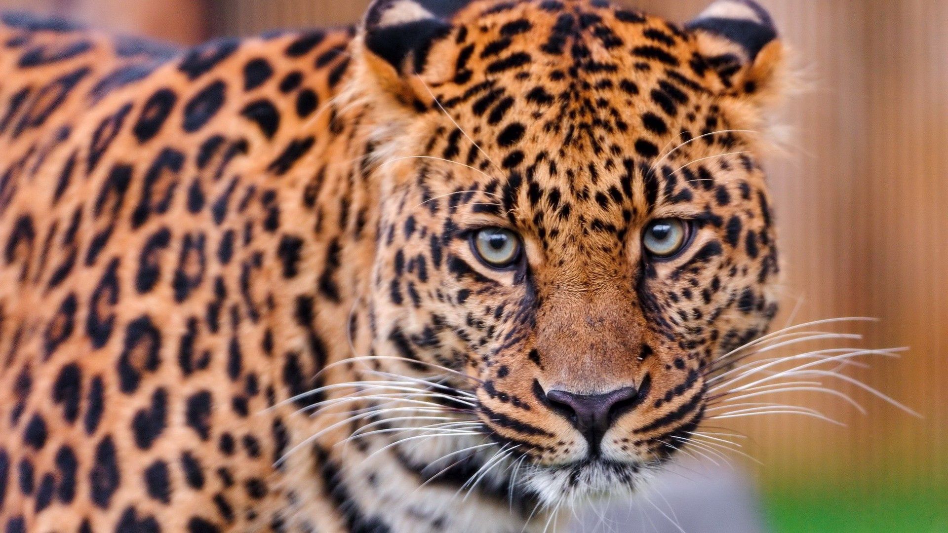 56880 Bild herunterladen tiere, leopard, aggression, schnauze, große katze, big cat - Hintergrundbilder und Bildschirmschoner kostenlos
