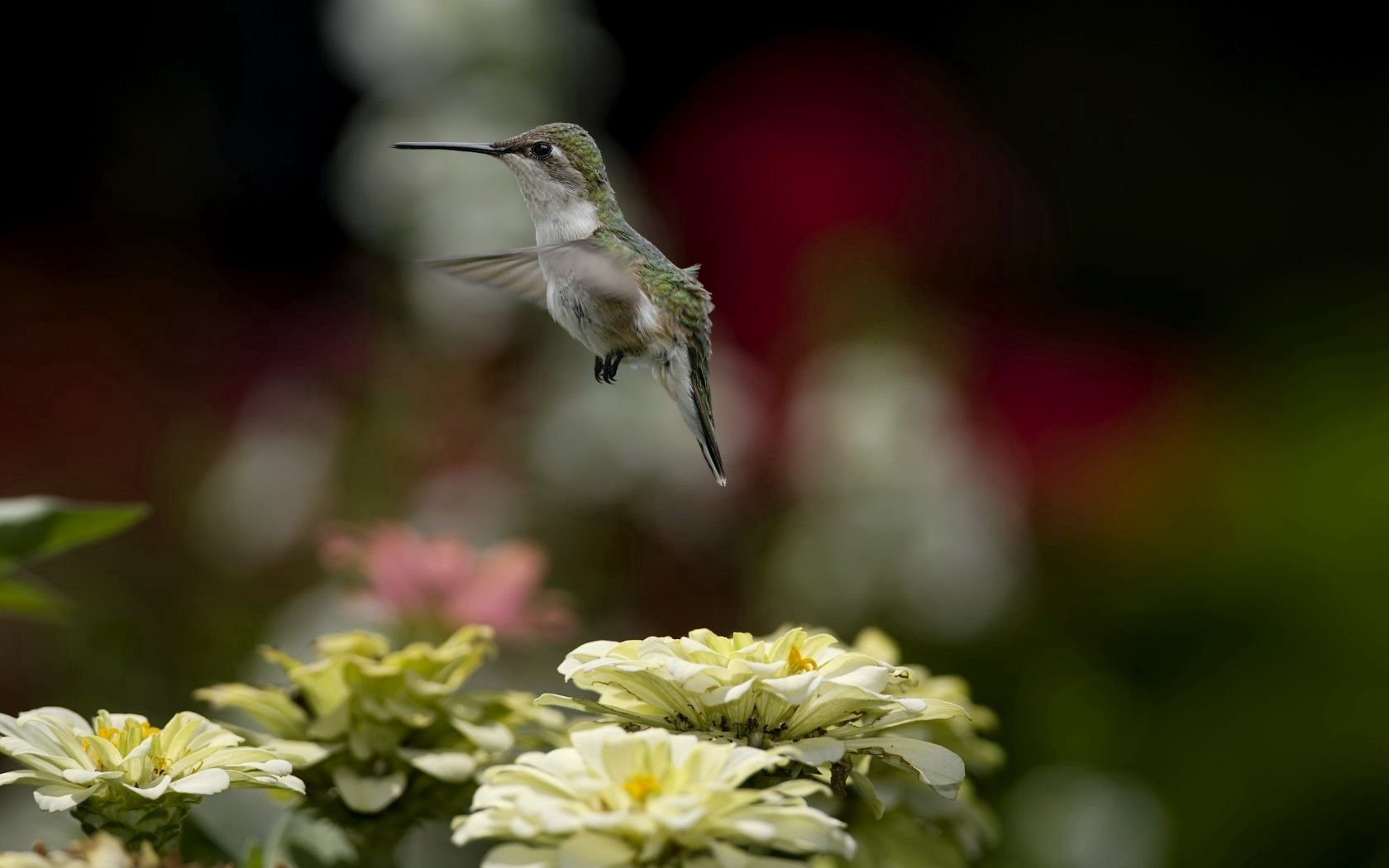 flowers, animals, bird, flight home screen for smartphone