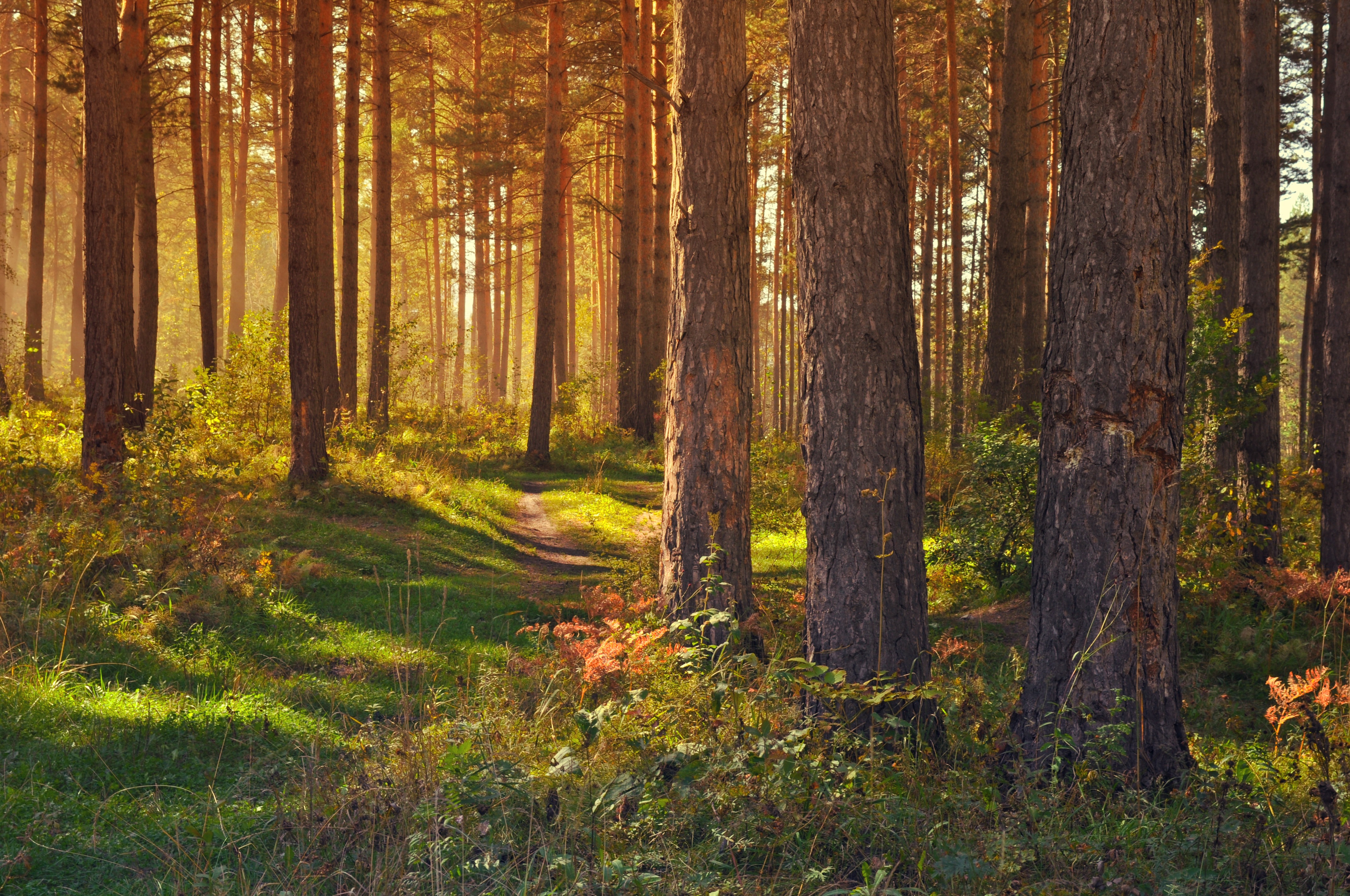 summer, forest, trees, landscape, nature, path download HD wallpaper