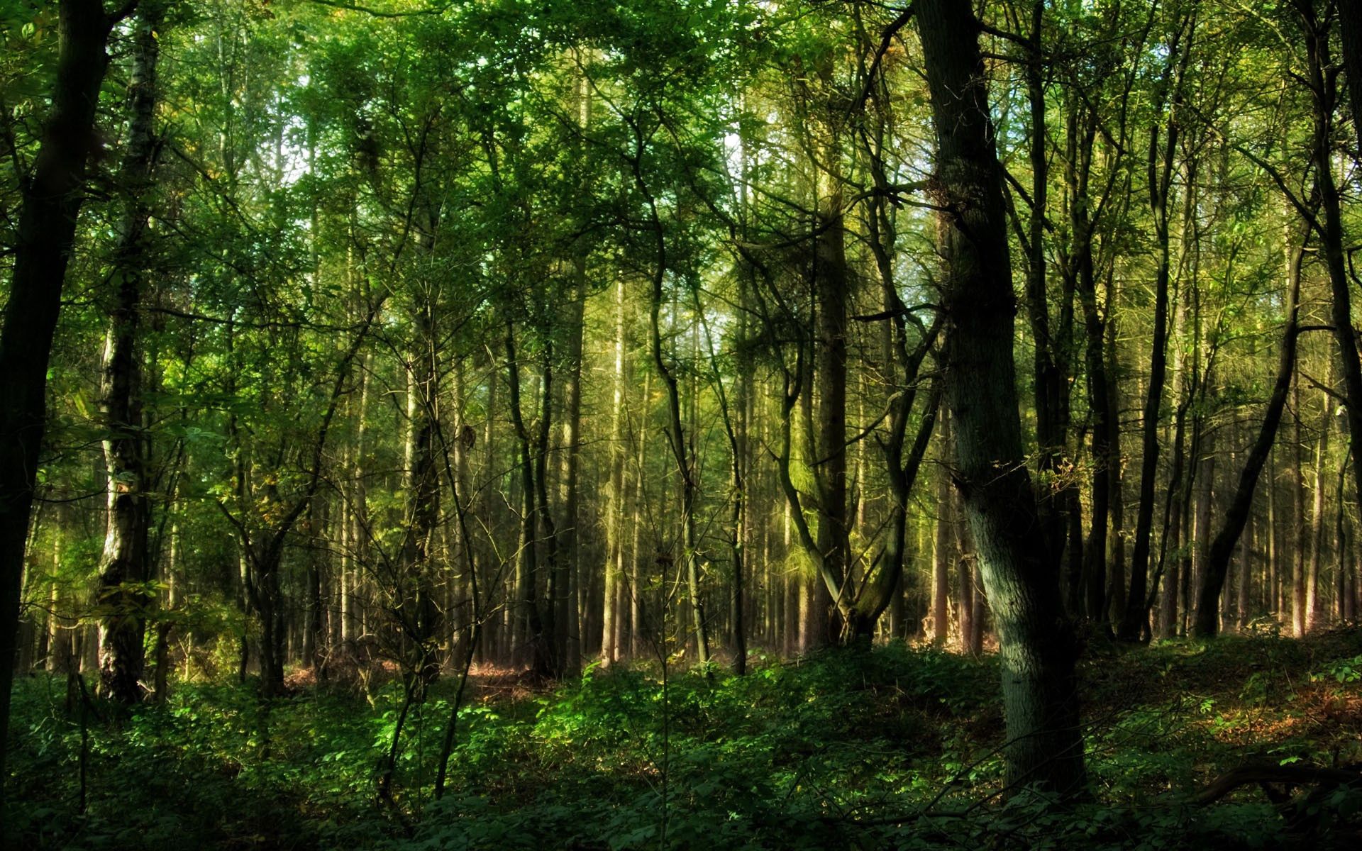 Laden Sie das Bäume, Wald, Natur, Geäst, Zweig, Grüne, Grünen, Koffer, Trunks-Bild kostenlos auf Ihren PC-Desktop herunter