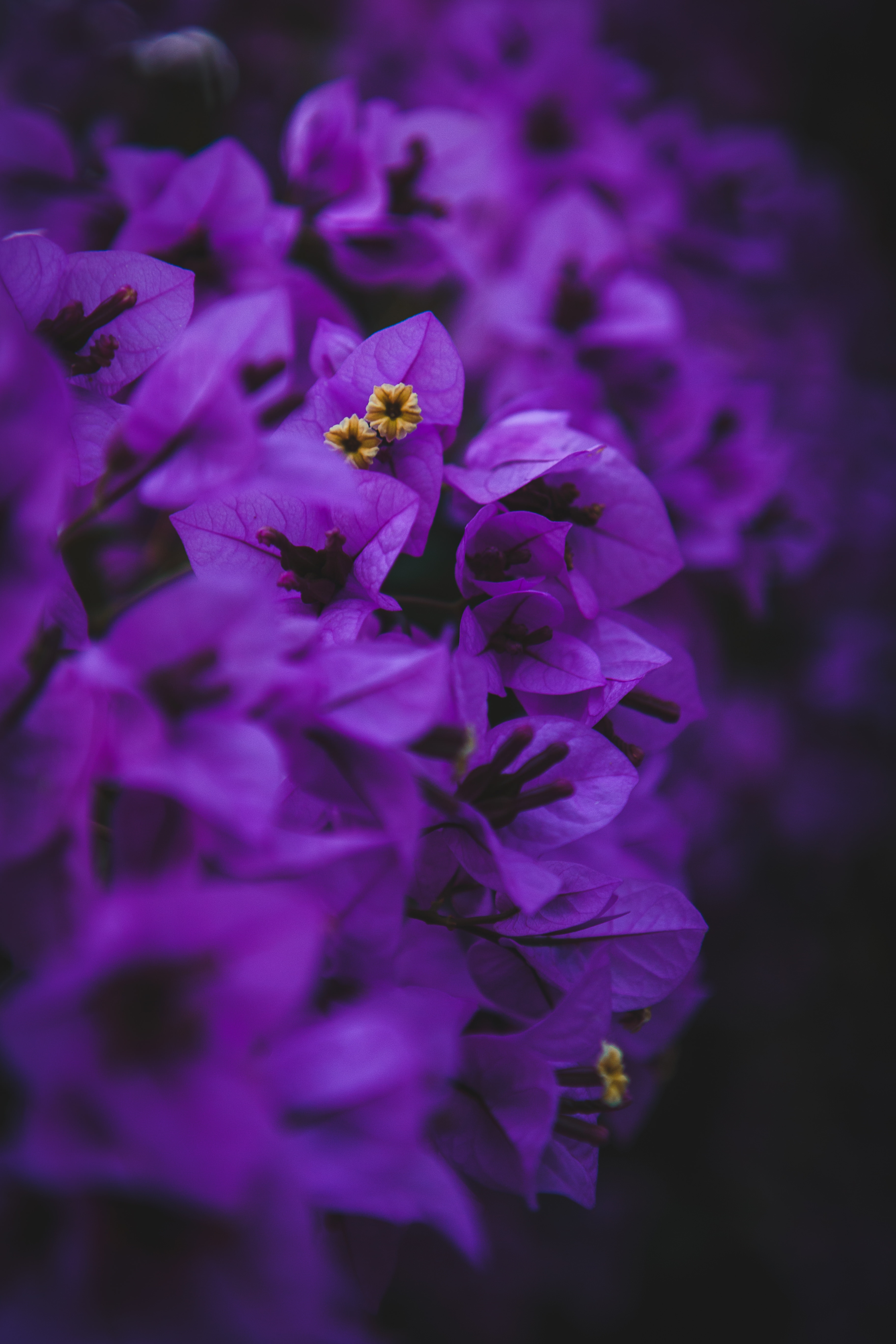 110026 Bild herunterladen blumen, violett, makro, lila, geranie, geranium, blütenstände, blütenstand - Hintergrundbilder und Bildschirmschoner kostenlos