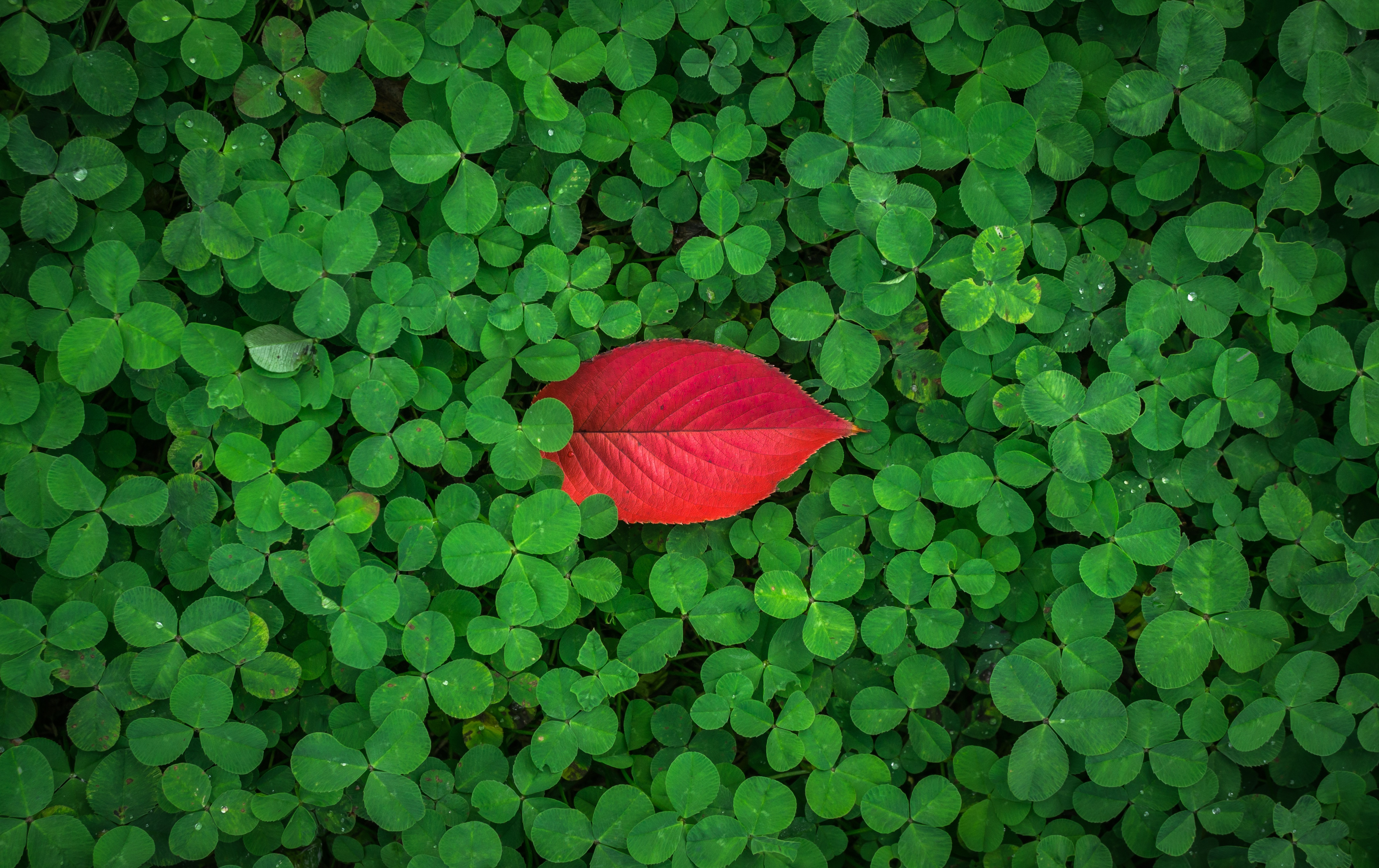 123958 download wallpaper clover, leaves, green, red, plant, macro screensavers and pictures for free