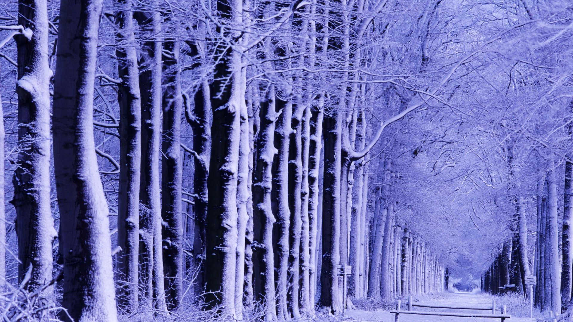 デスクトップ上の131761壁紙と雪画像。 PCに雪, 冬, 自然, 木, 公園, 霜, ベンチスクリーンセーバーを無料でダウンロード