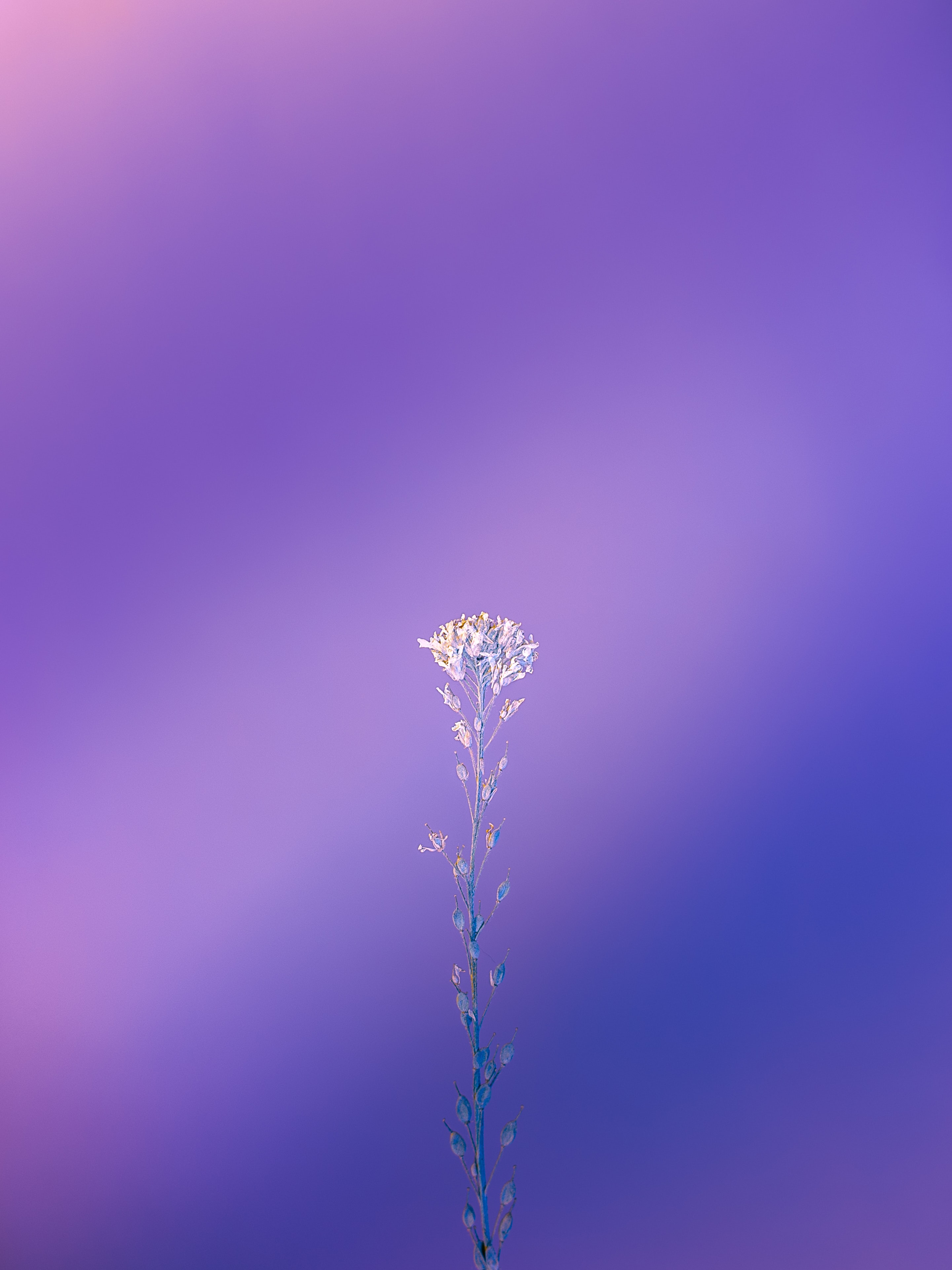 violet, plant, macro, minimalism, purple Full HD