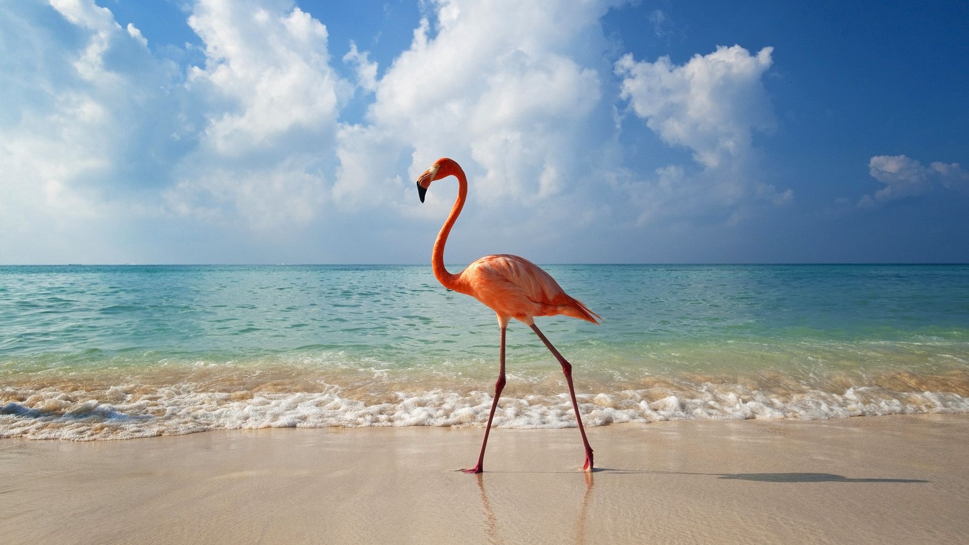 Handy-Wallpaper Vogel, Tiere, Sea, Flamingo, Ufer, Bank kostenlos herunterladen.