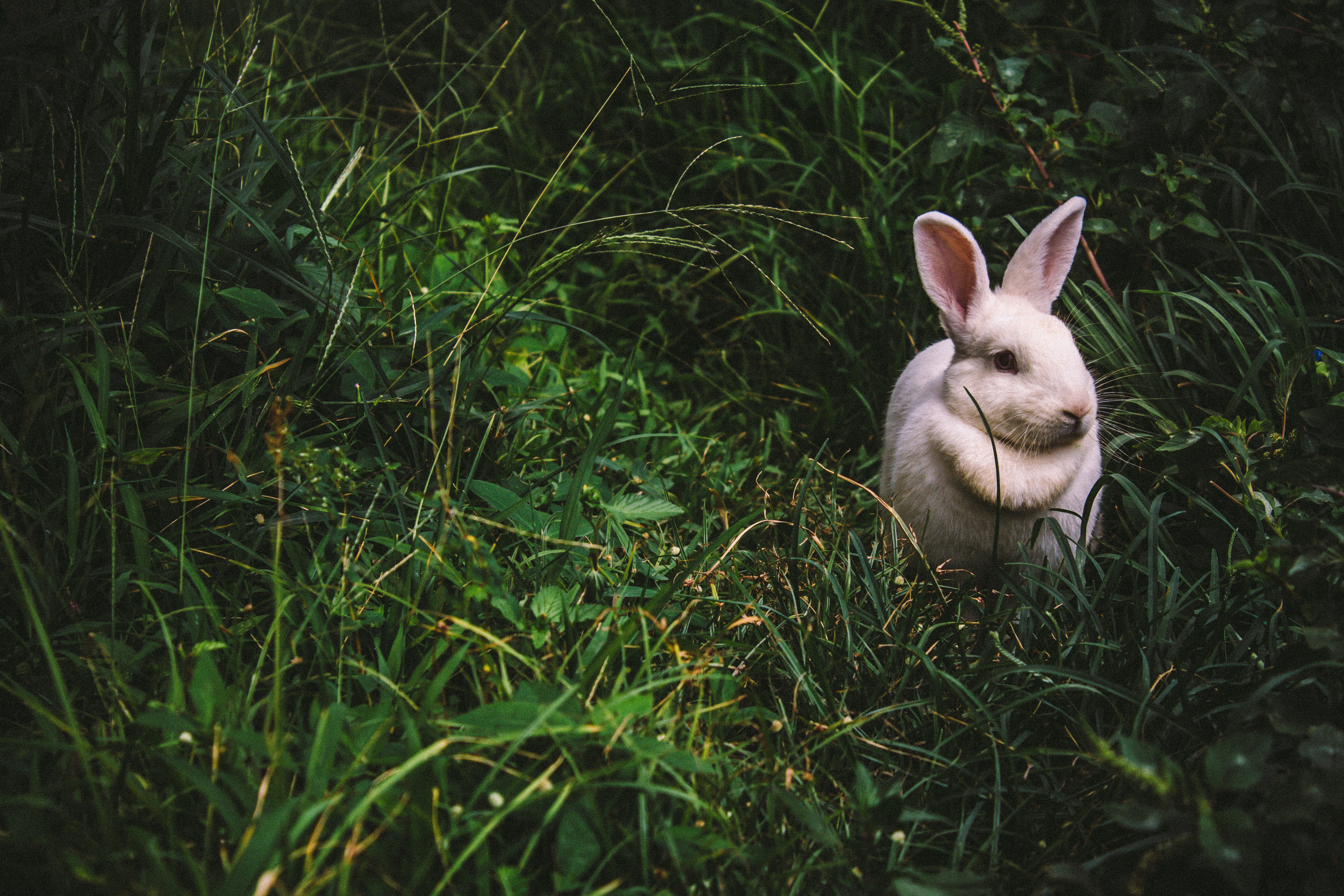 92674 Screensavers and Wallpapers Rabbit for phone. Download animals, grass, rabbit, hare pictures for free