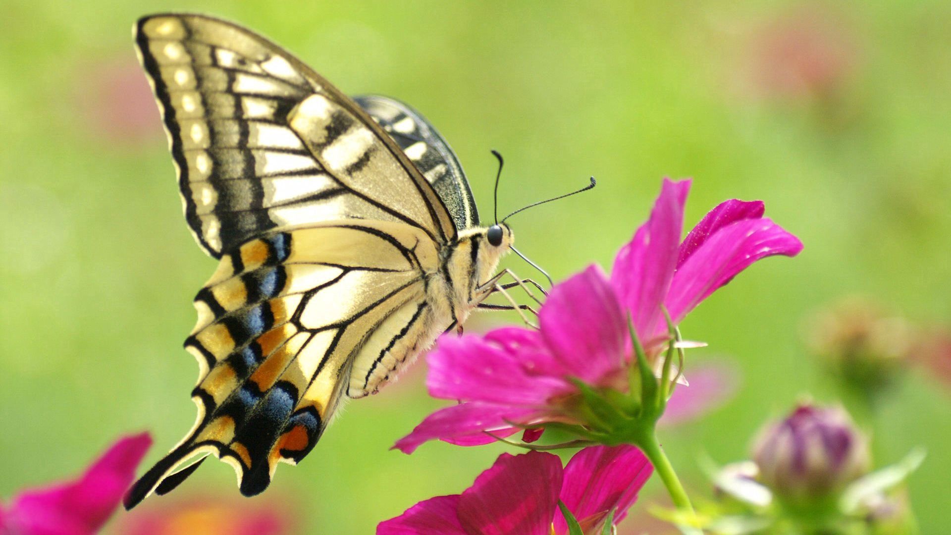 Laden Sie das Blume, Makro, Muster, Schmetterling, Flügel-Bild kostenlos auf Ihren PC-Desktop herunter