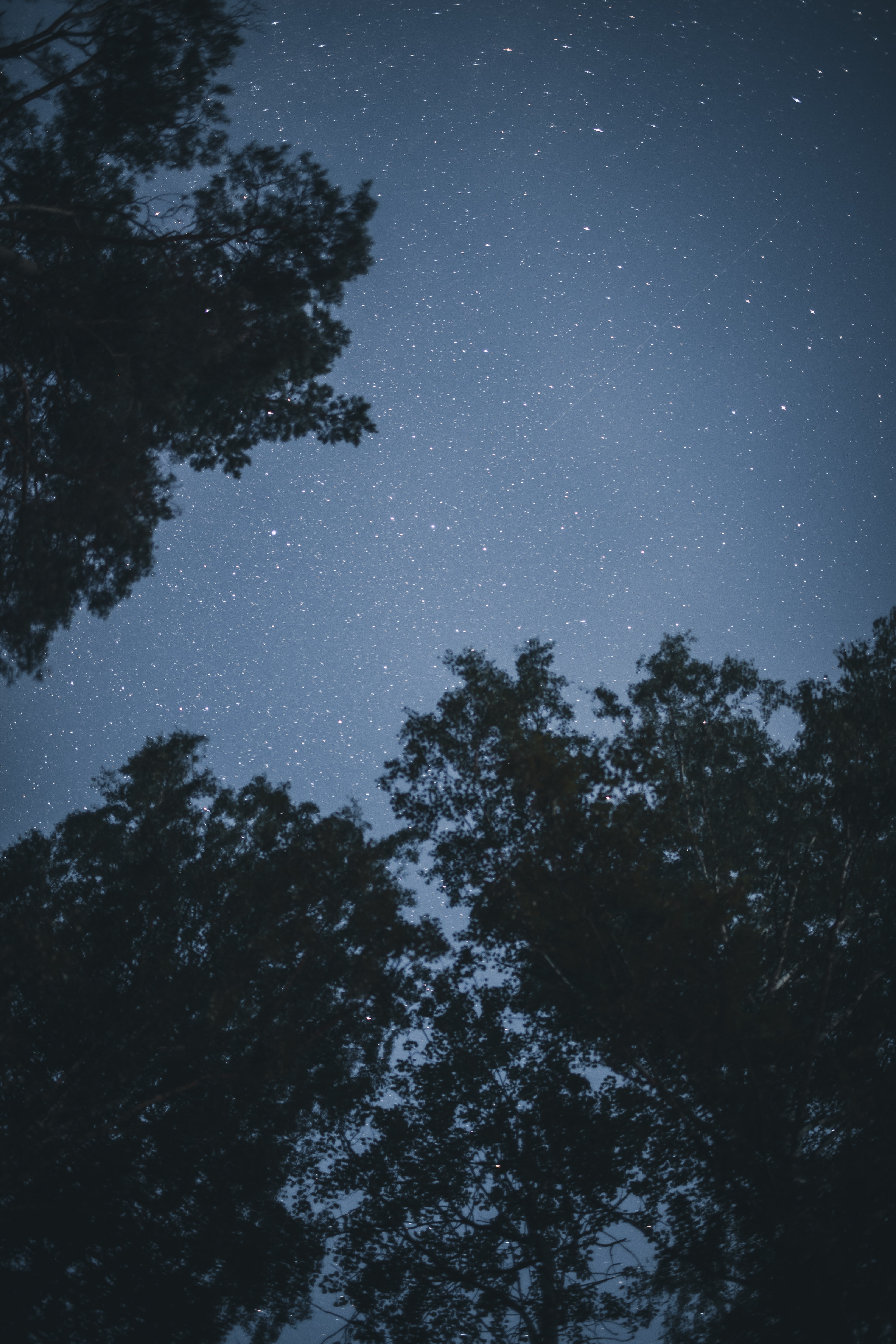 starry sky, trees, stars, night, dark 8K