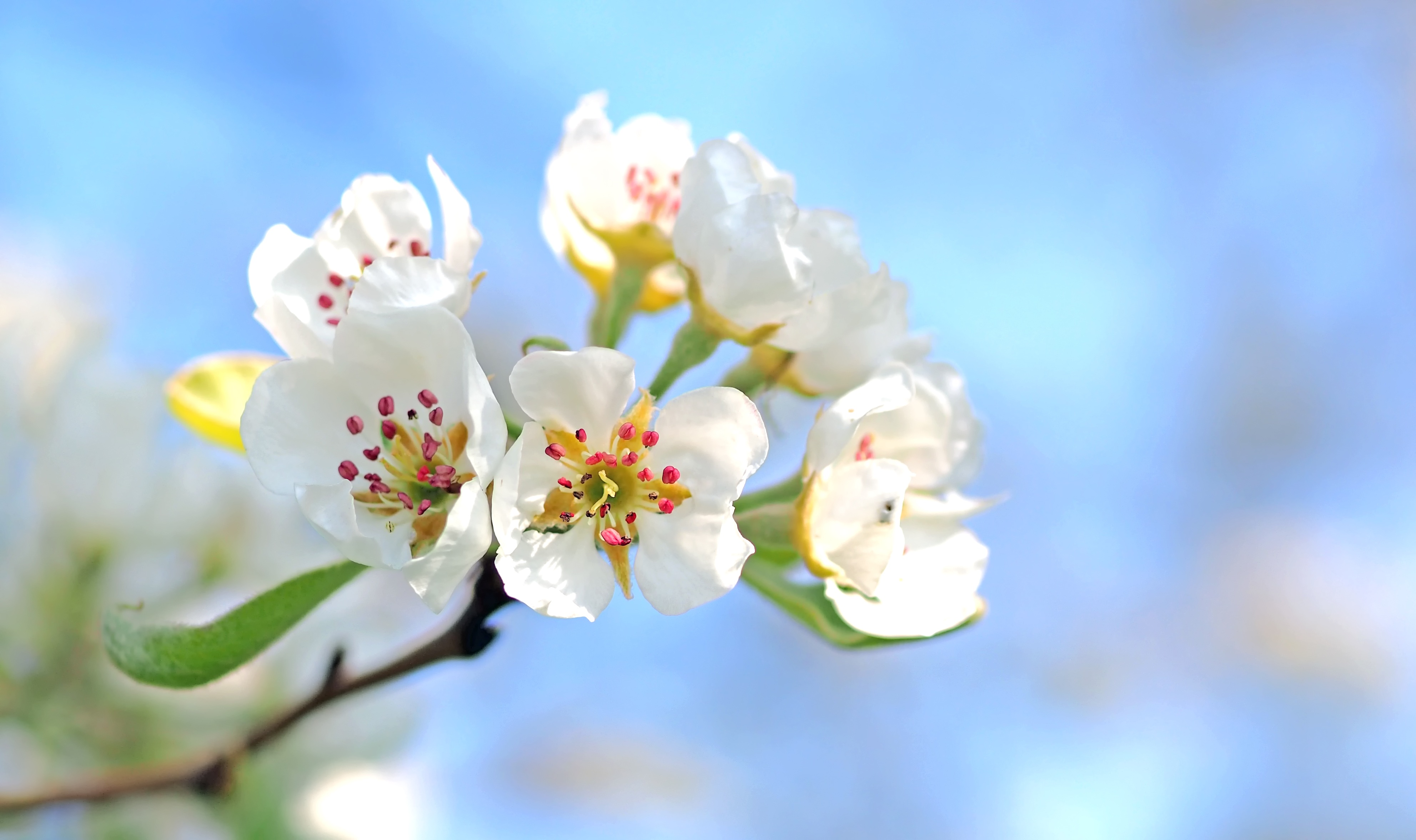 flowering, flowers, macro, bloom, branch, apple tree HD wallpaper