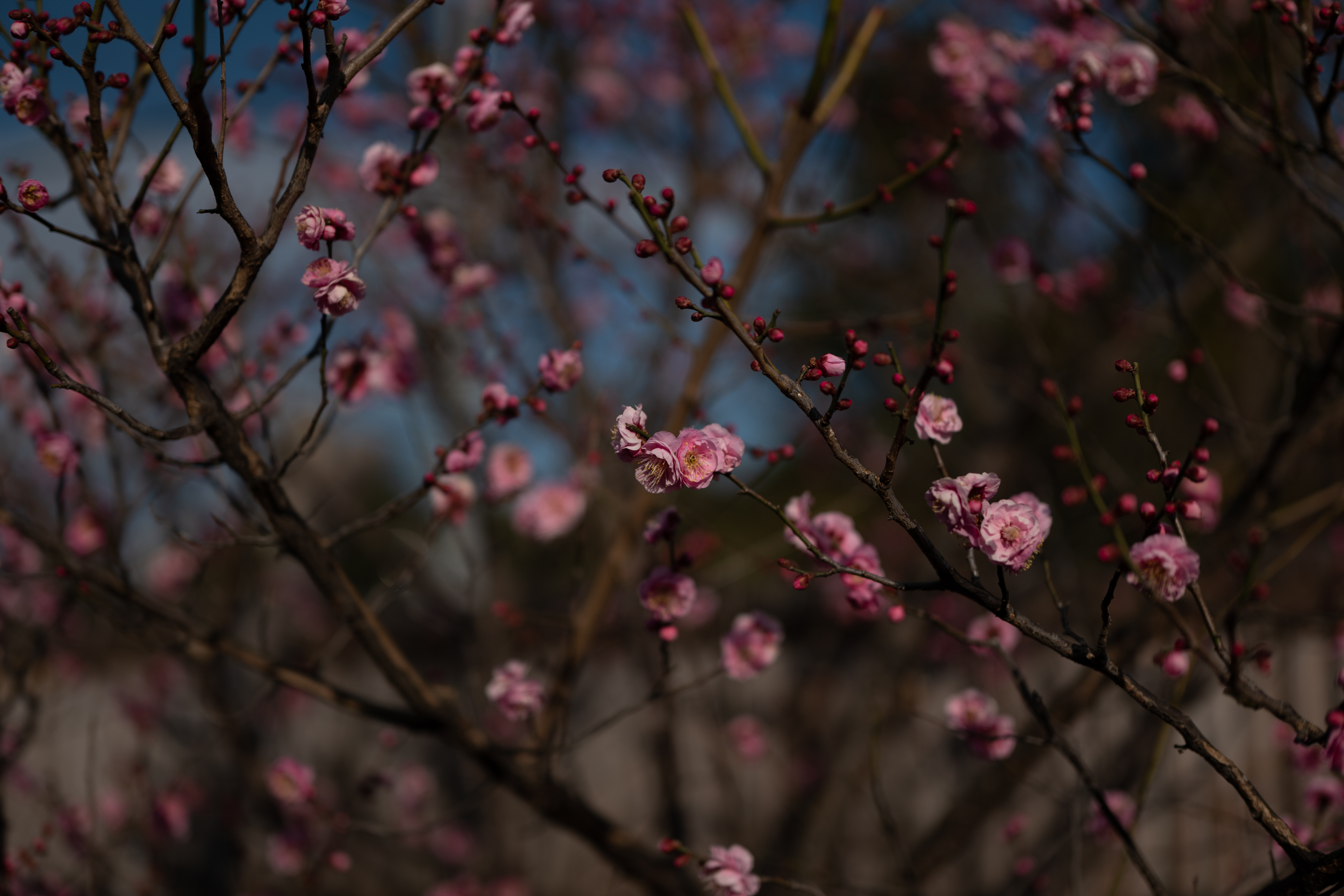 sakura, flowers, pink, macro, branches