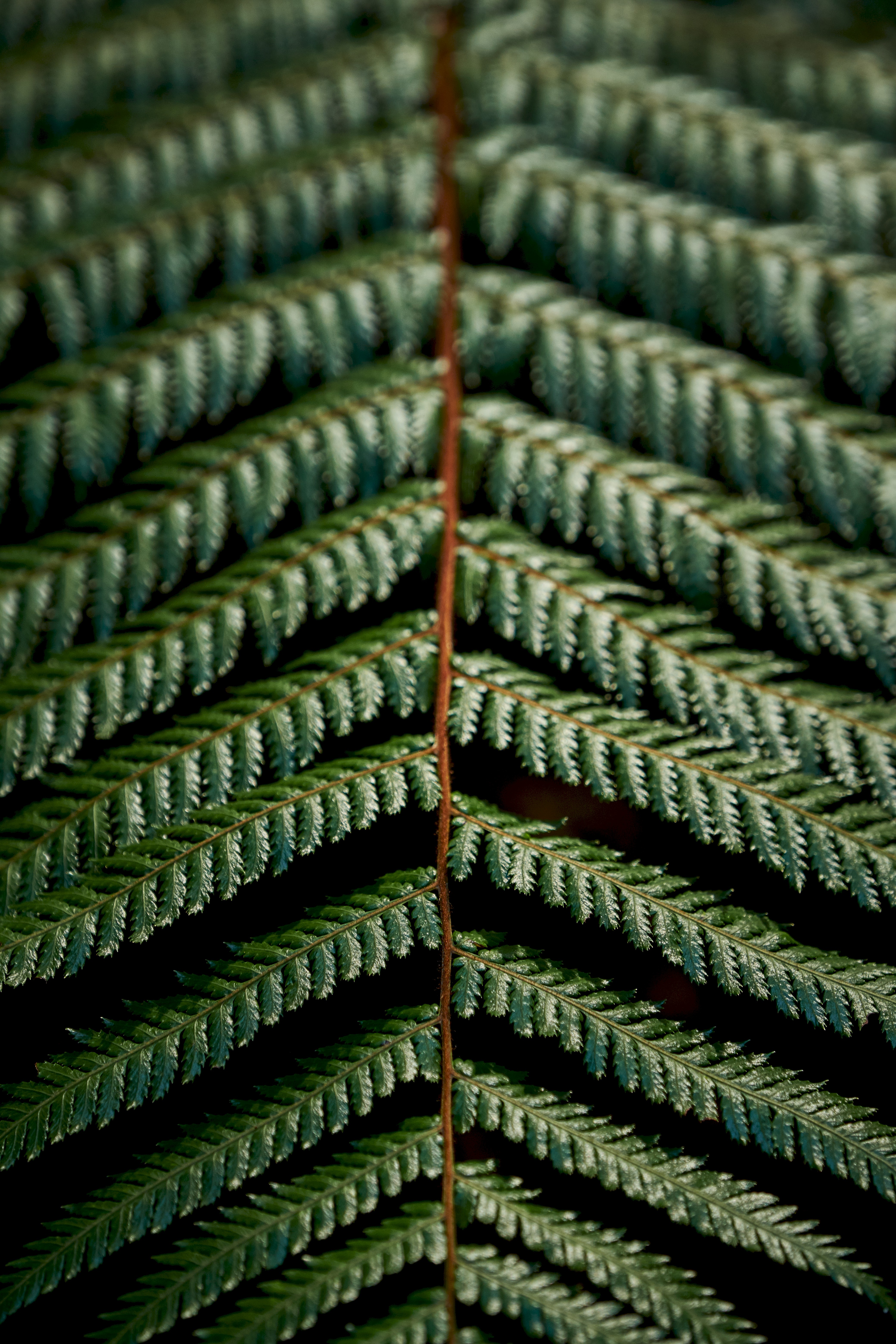 QHD wallpaper branch, plant, green, fern