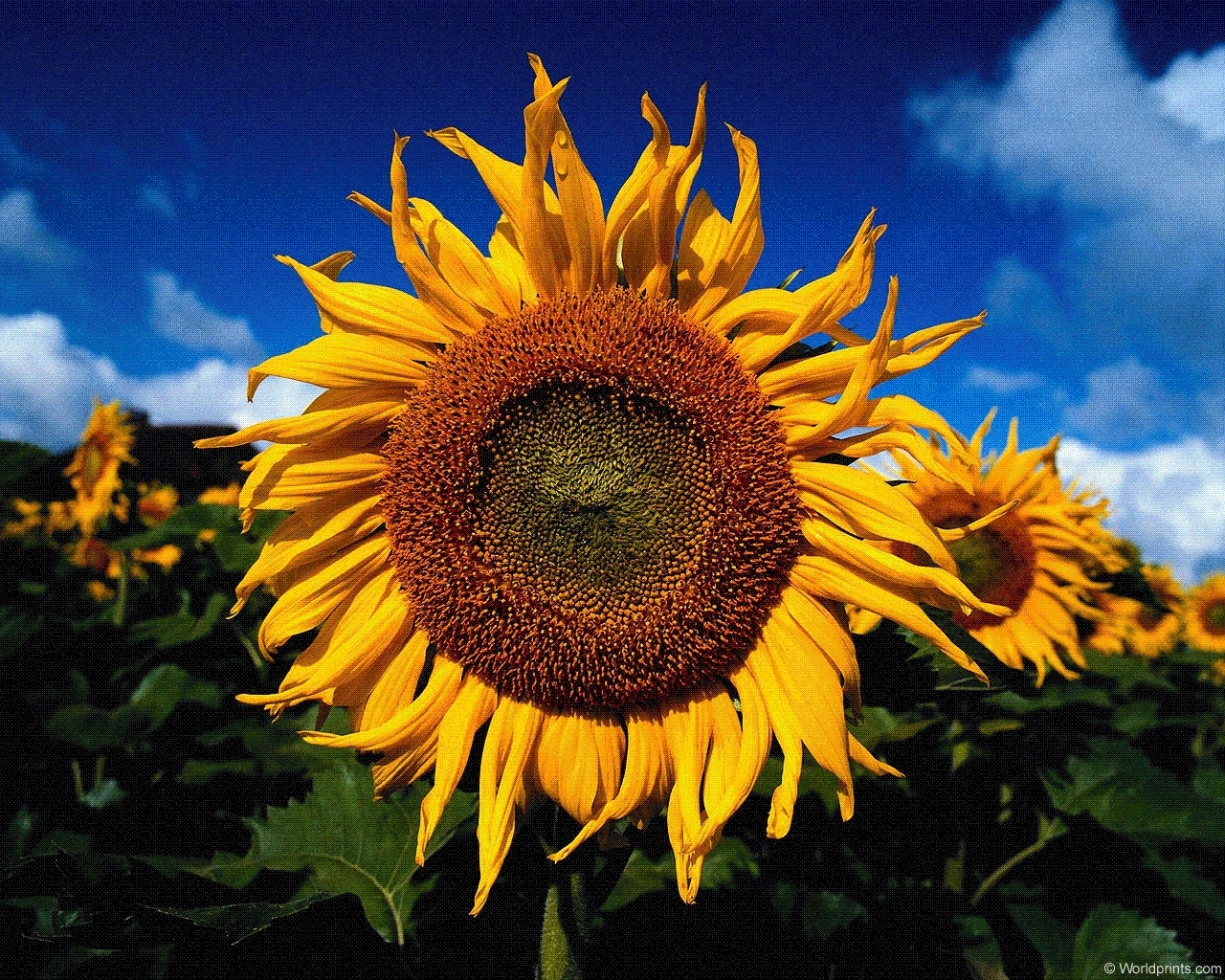 3209 Hintergrundbild herunterladen pflanzen, sonnenblumen - Bildschirmschoner und Bilder kostenlos