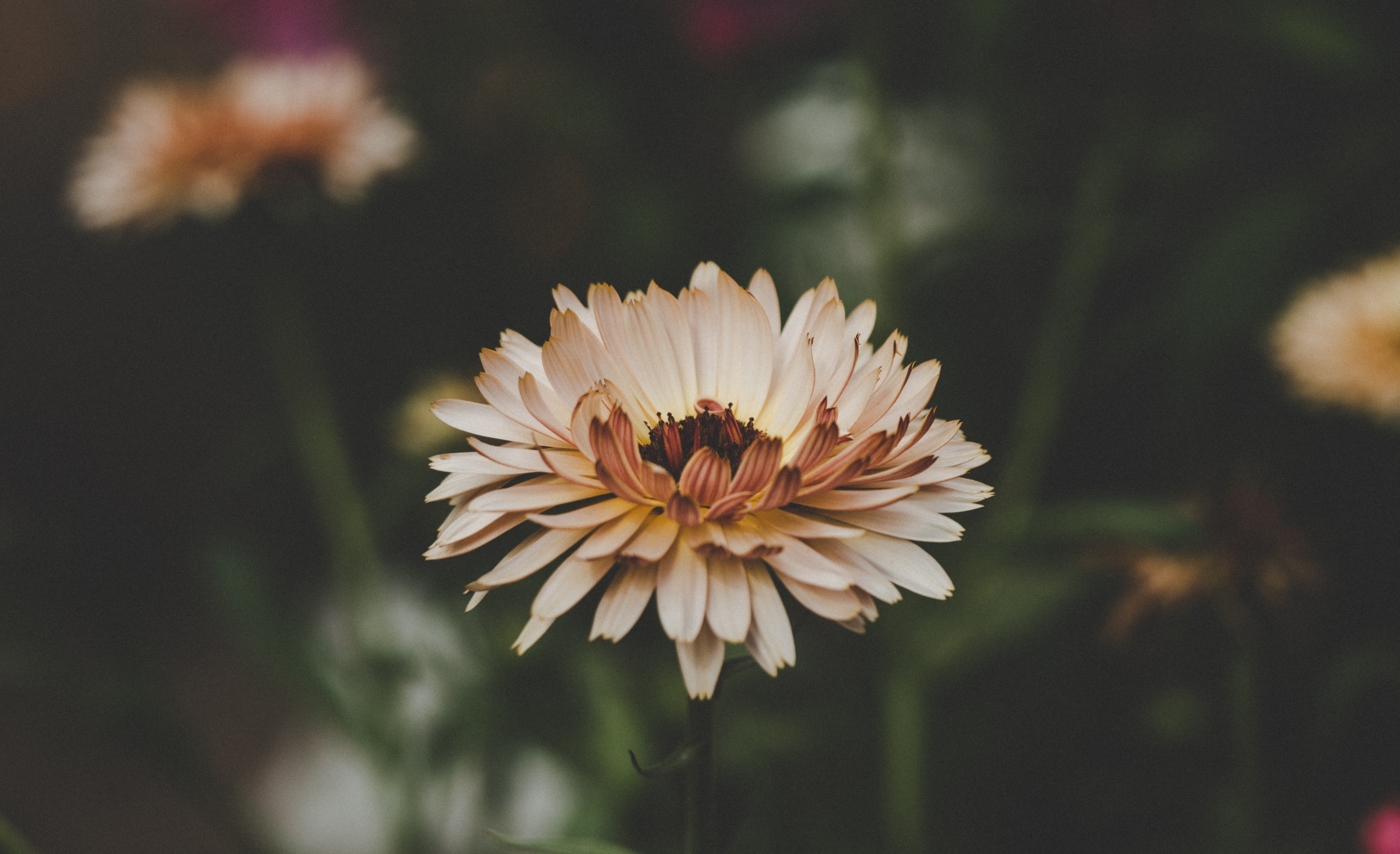 blur, flowers, flower, petals, bud, smooth phone background