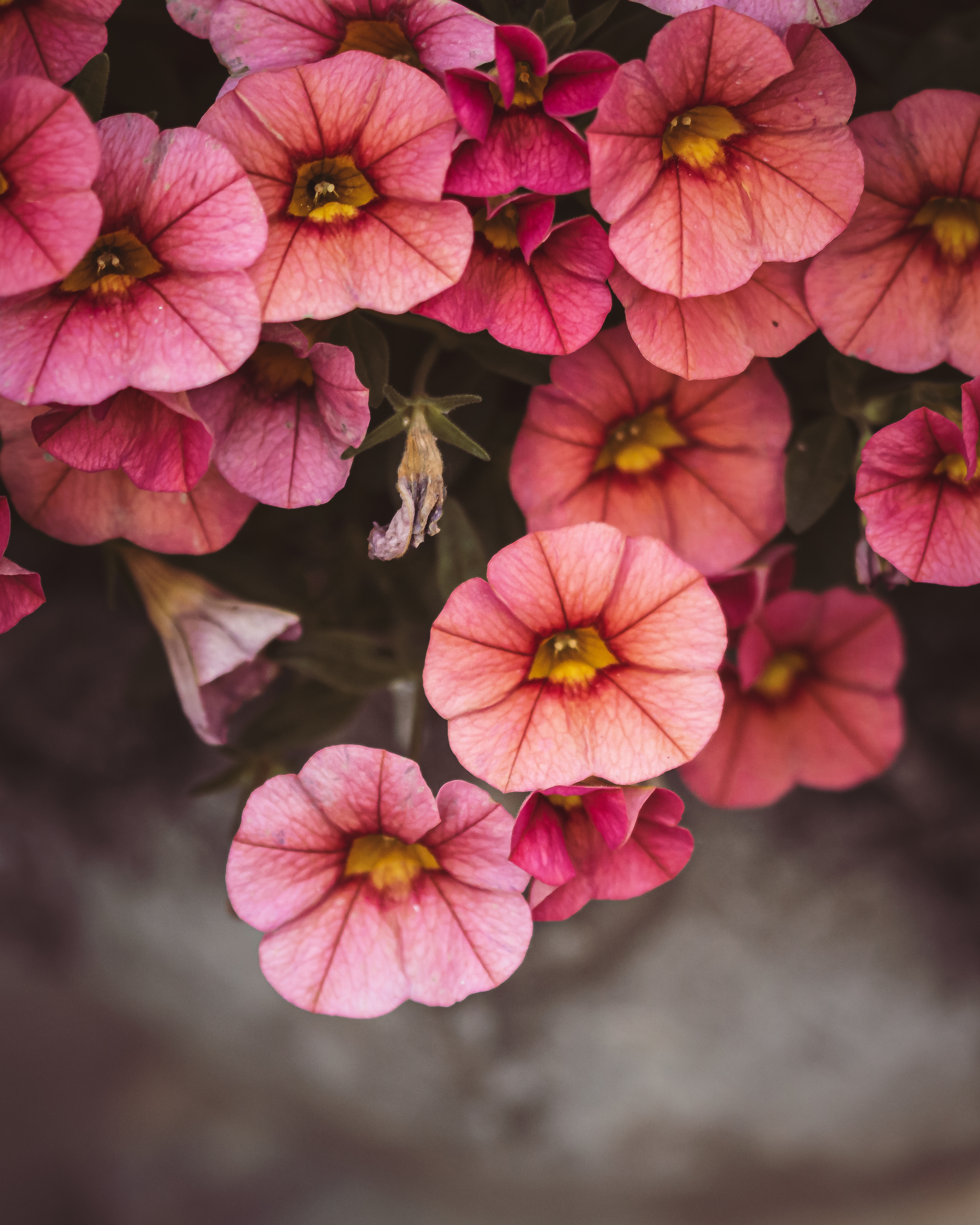 Flowering flowers, close-up, bloom, pink Free Stock Photos