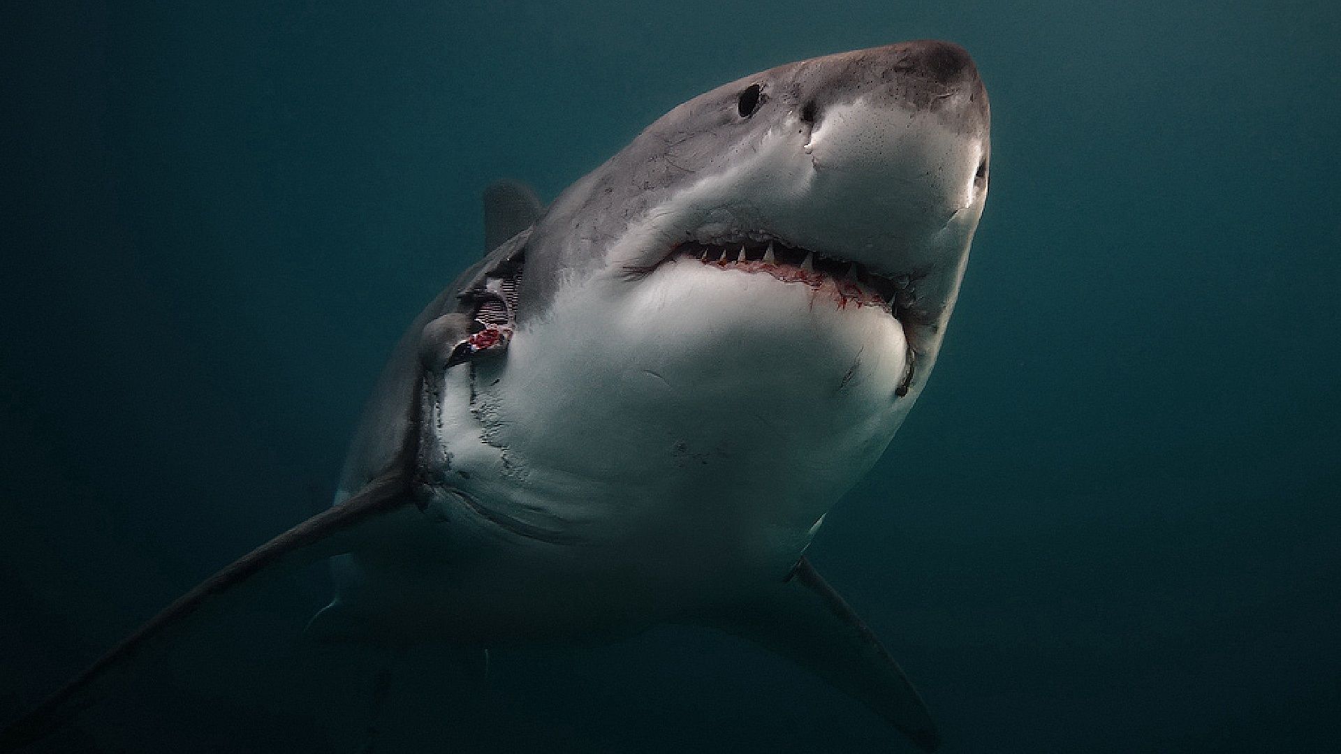 118923 скачать обои акула, животные, хищник, подводный мир - заставки и картинки бесплатно