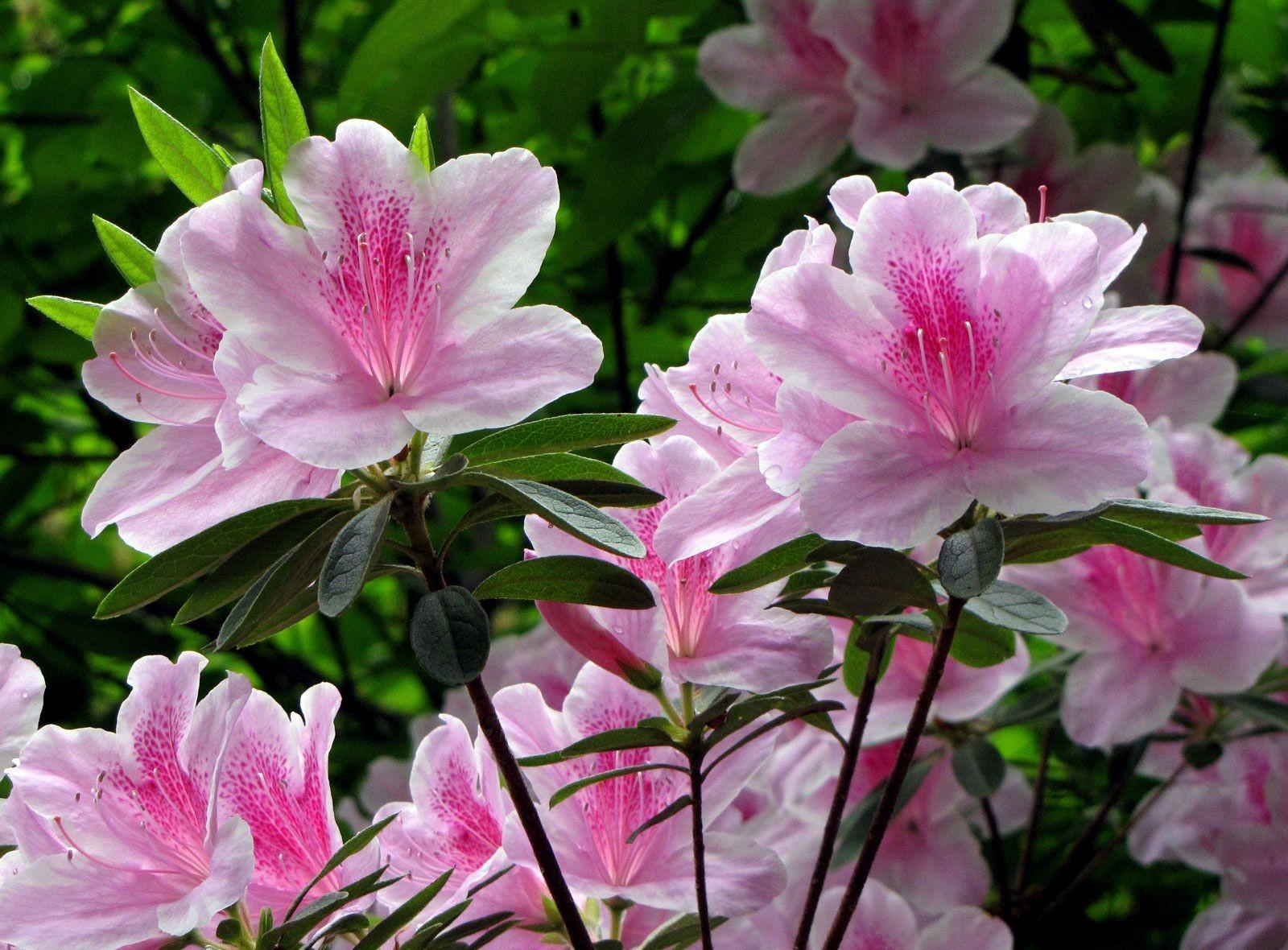 Handy-Wallpaper Blumen, Bush, Nahaufnahme, Blühen, Blühenden, Busch, Grüne, Grünen, Nahansicht, Rhododendron kostenlos herunterladen.