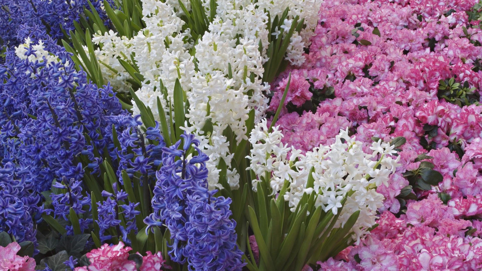 flower bed, flowers, flowerbed, spring, different, hyacinths