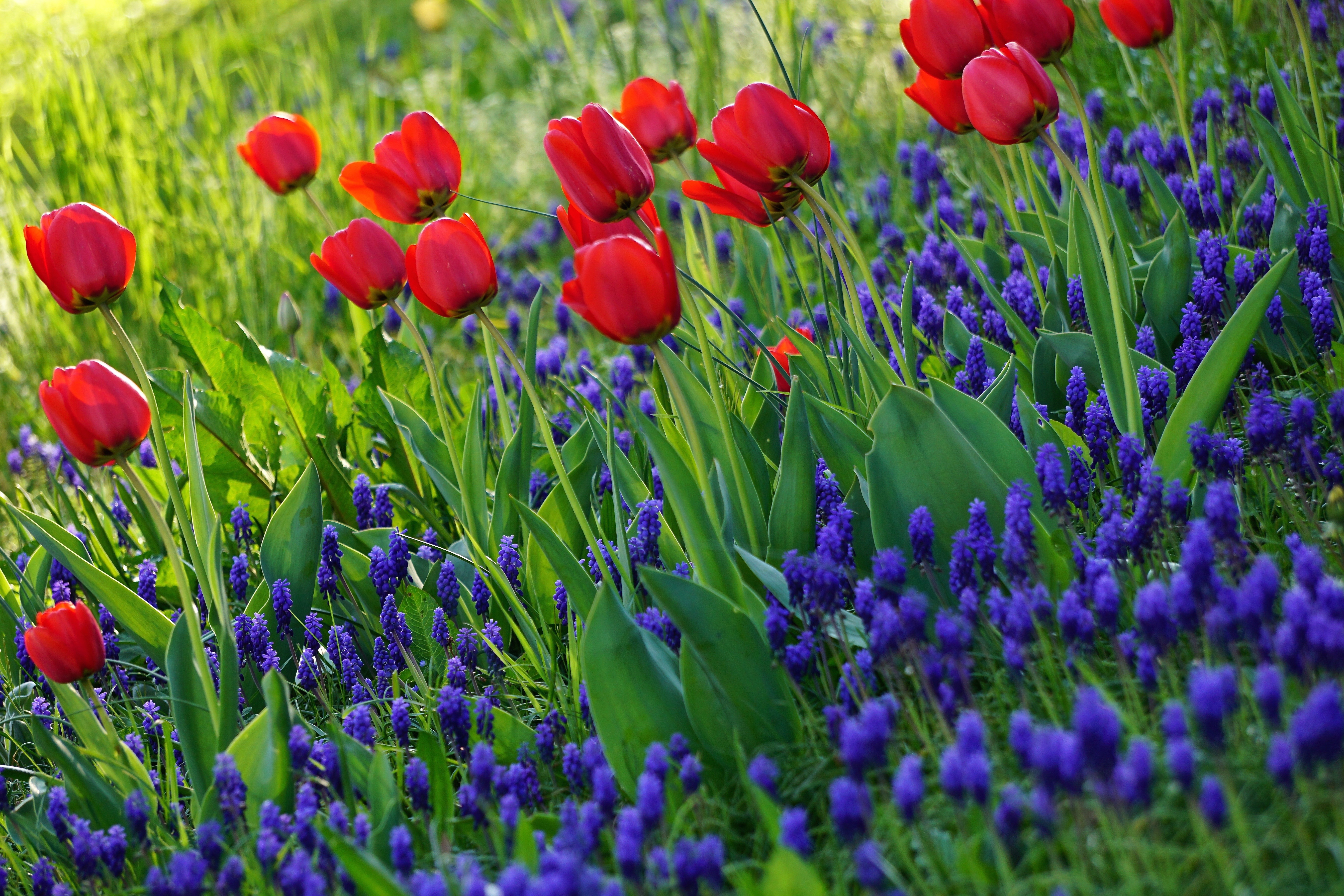flowering, grass, flowers, bloom, tulips download HD wallpaper