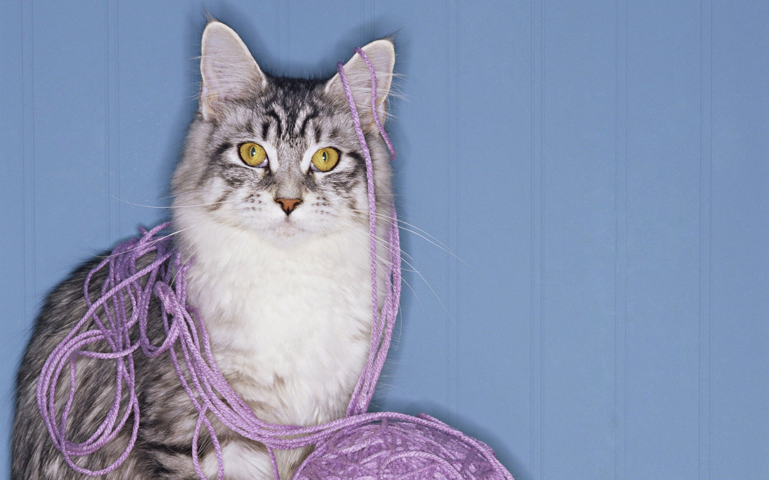 Mobile HD Wallpaper Thread cat, muzzle, fluffy, animals